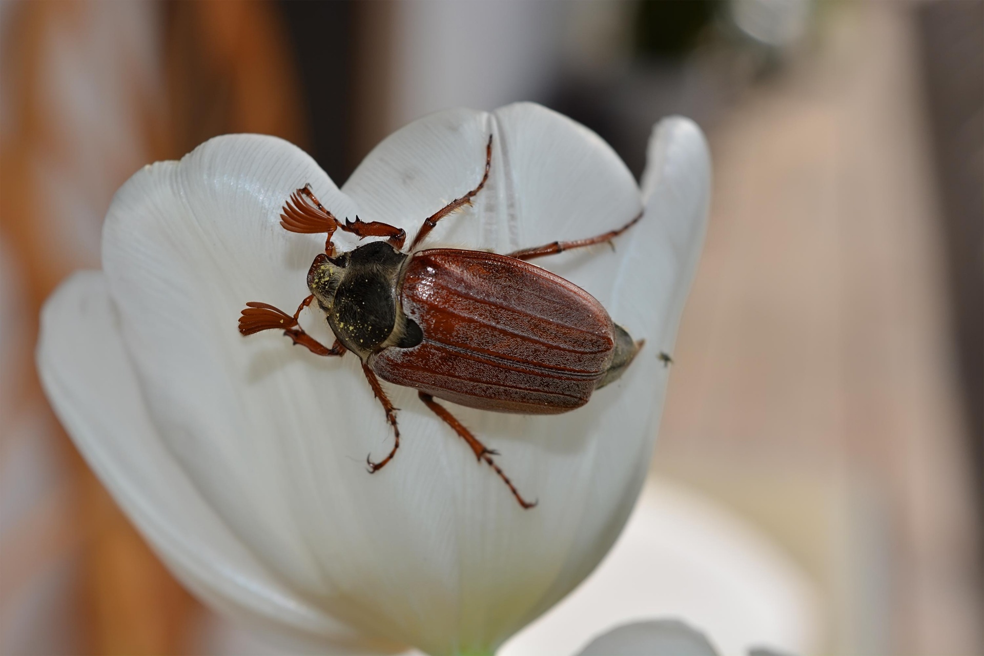 chafer brown may beetle free photo