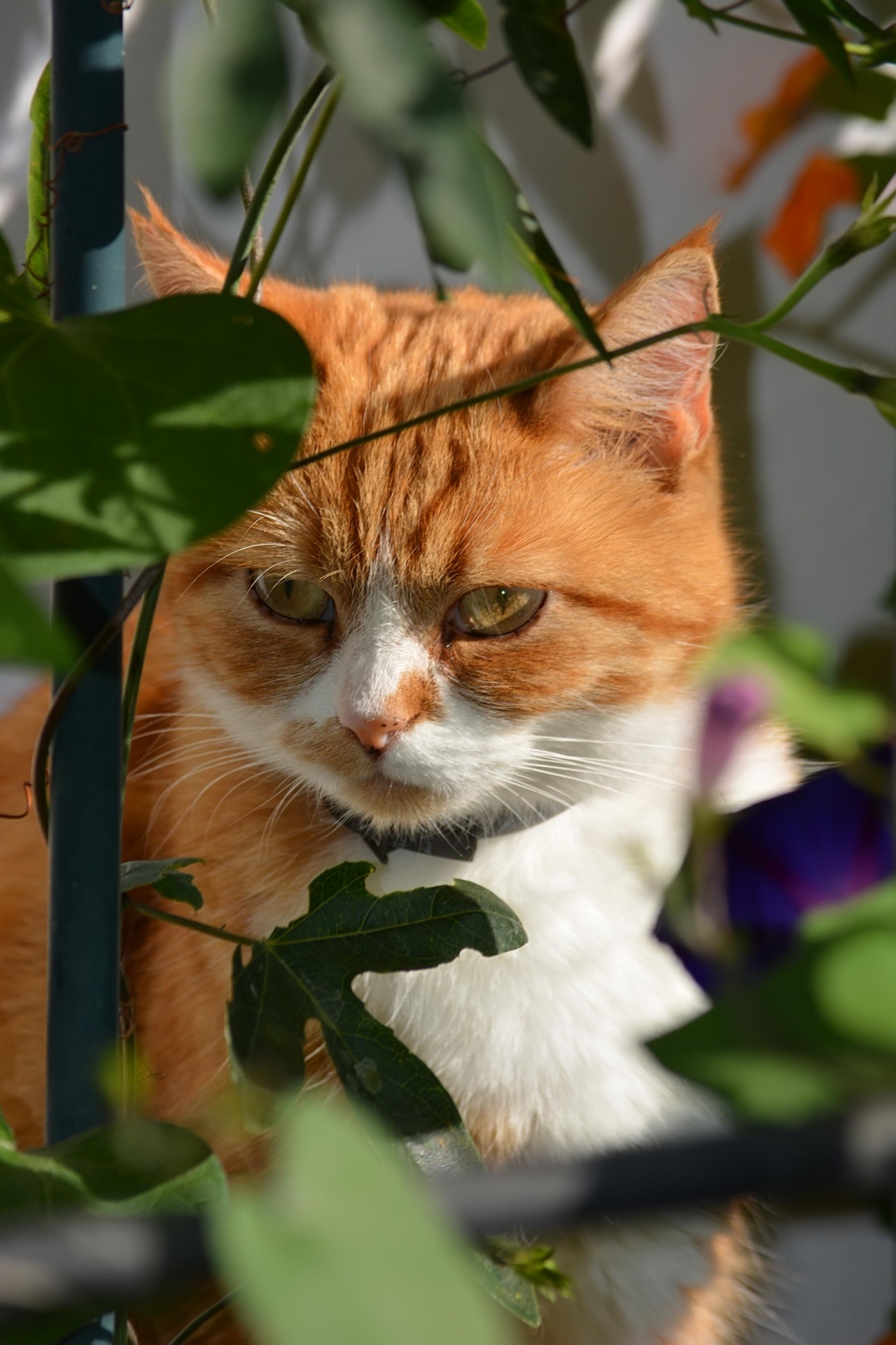 cat orange summer free photo