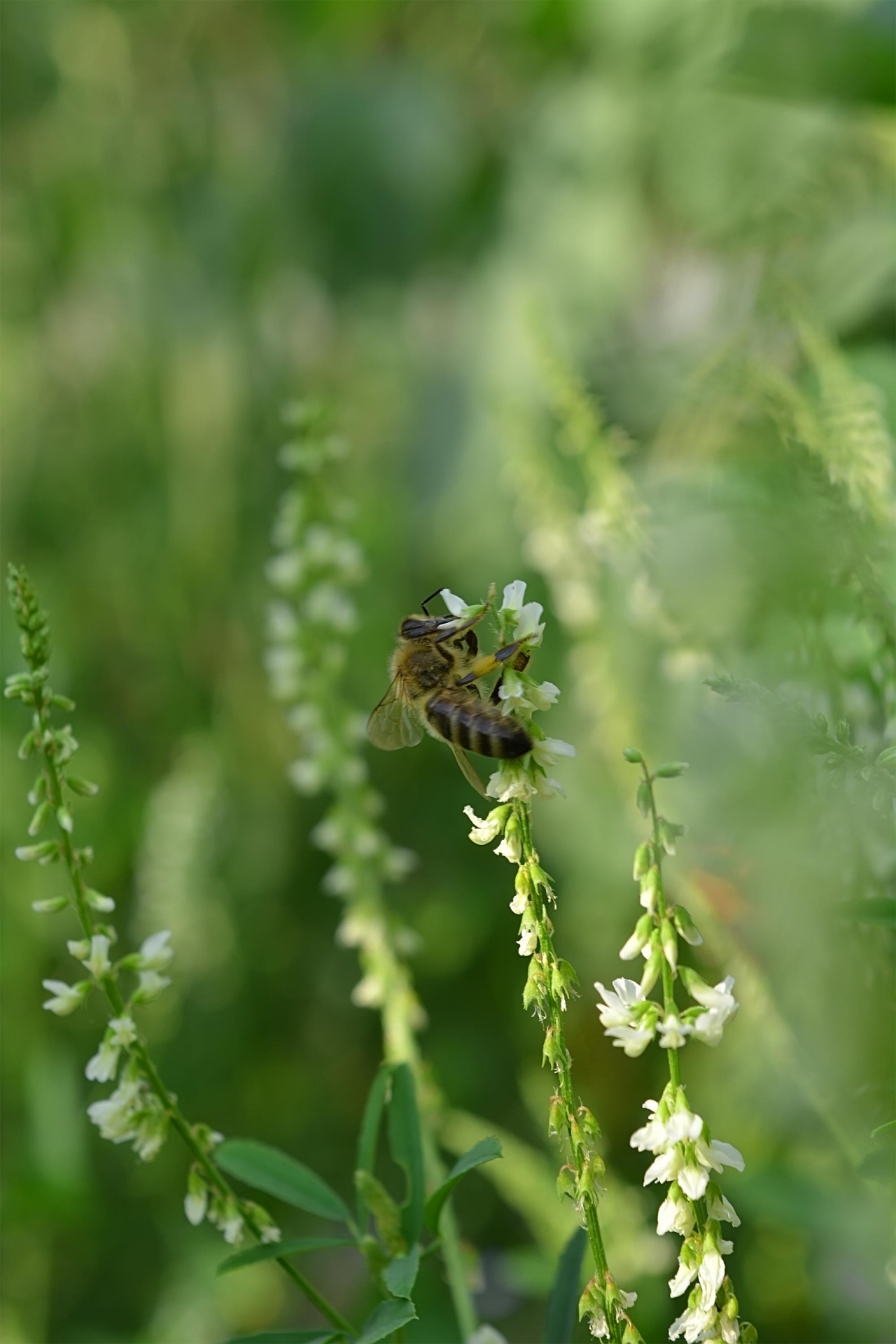 bee flower field free photo