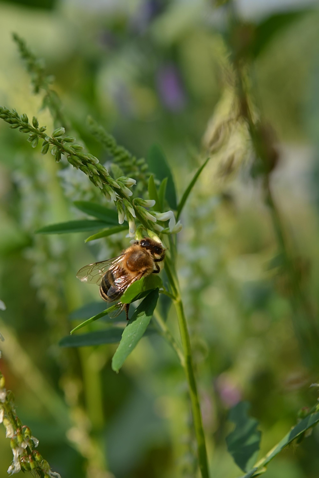 bee flower field free photo