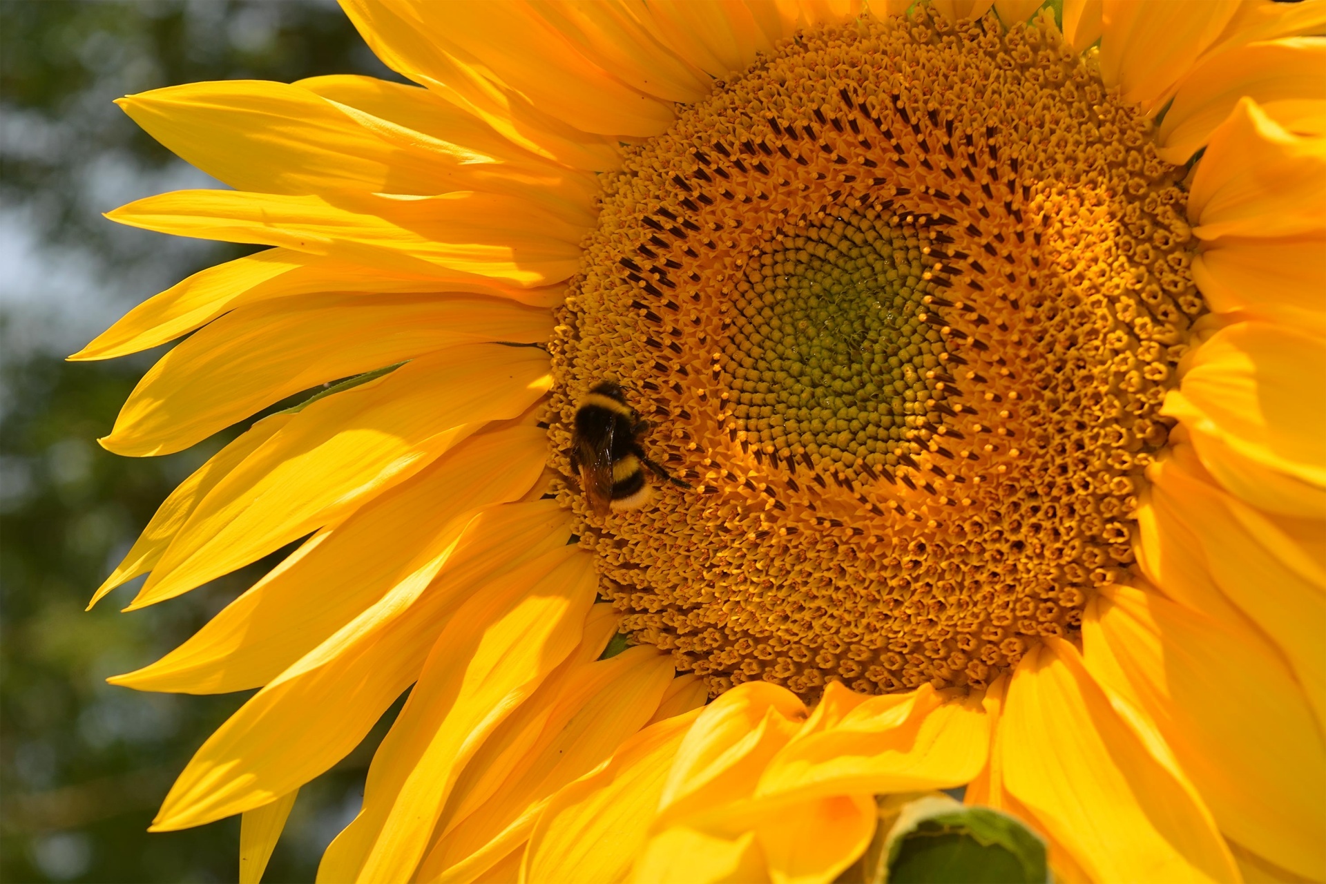 sunflower bumblebee yellow free photo