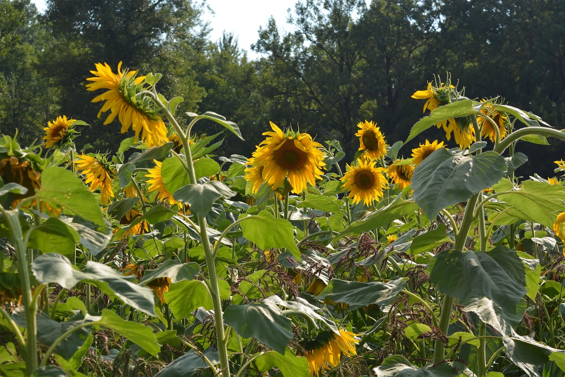 sunflower sky yellow free photo