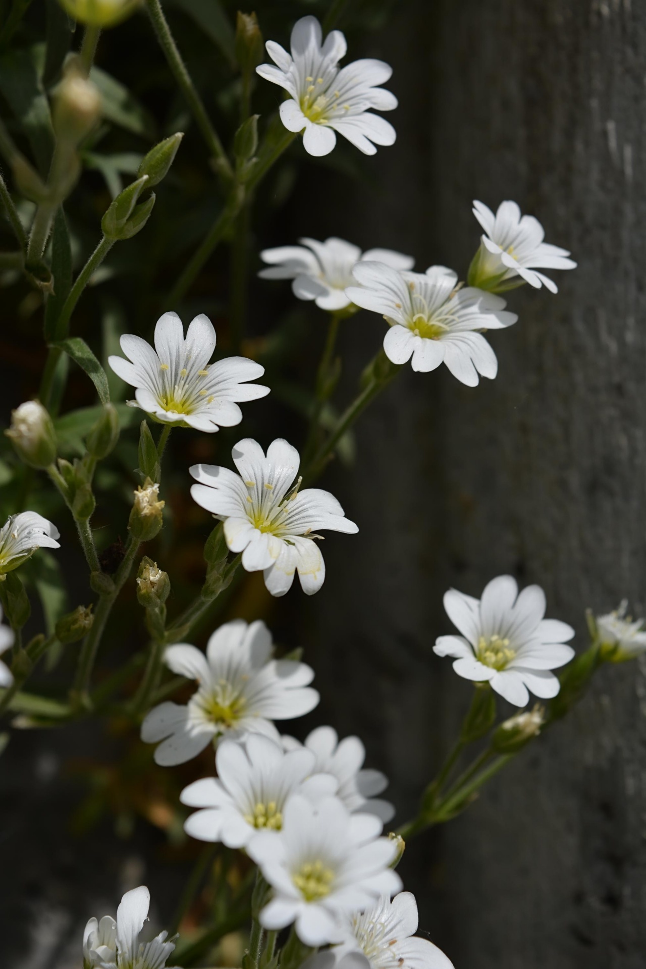 white forest green primrose free photo