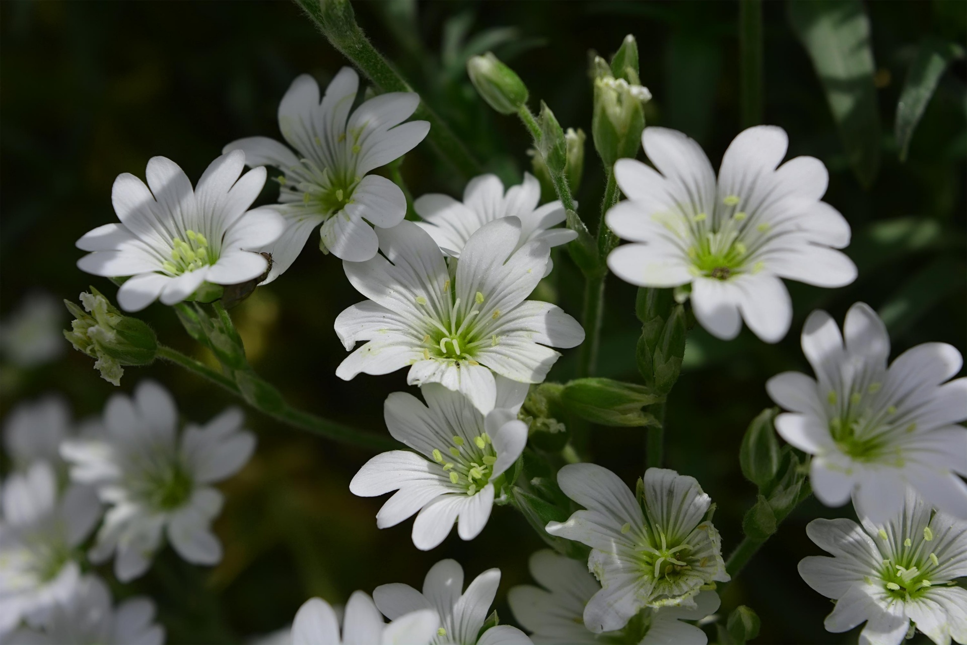 white forest green primrose free photo