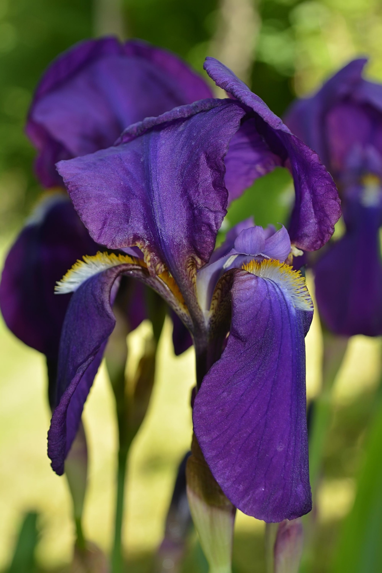irises flowers spring free photo