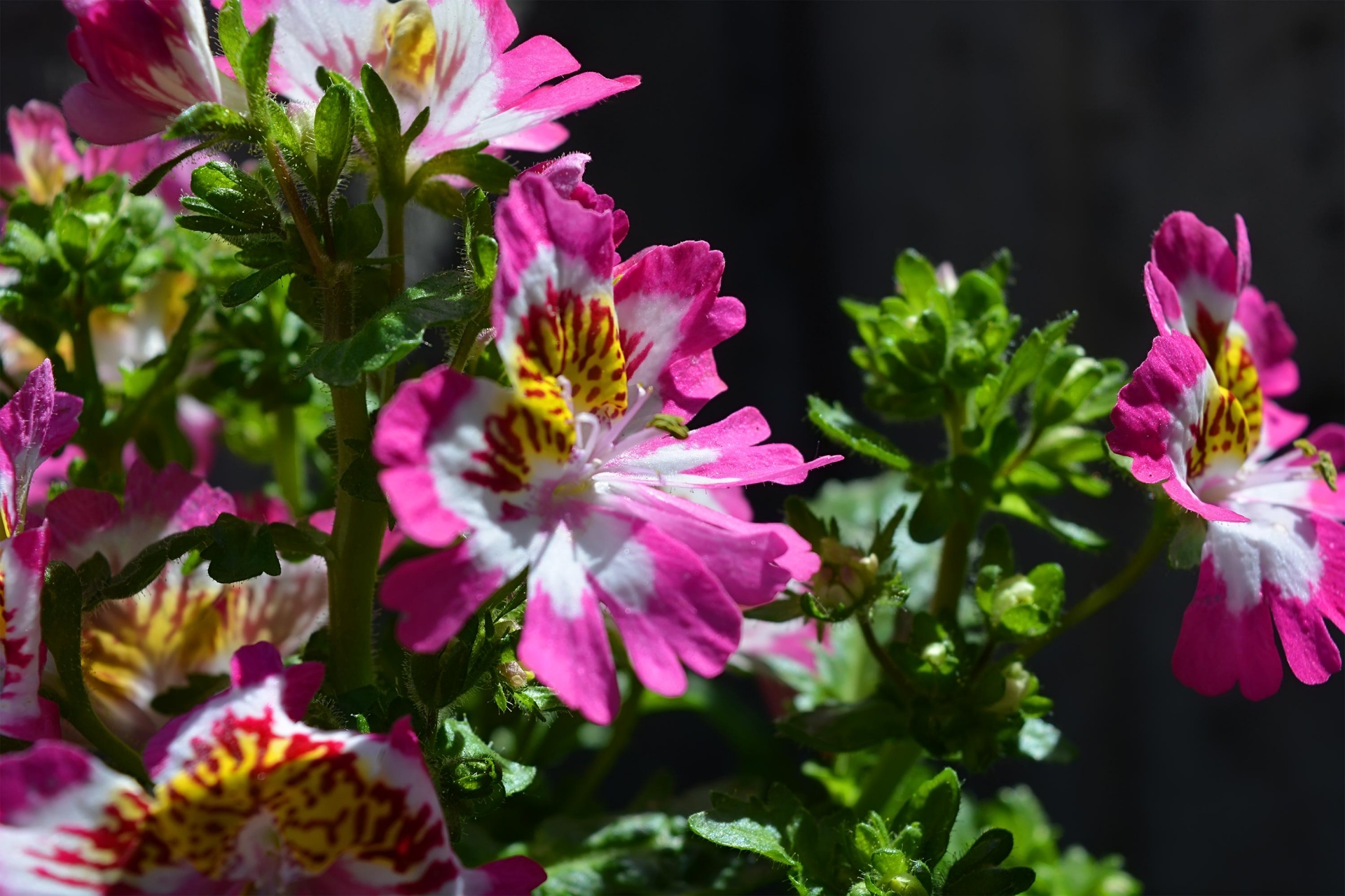 pink green flowers free photo