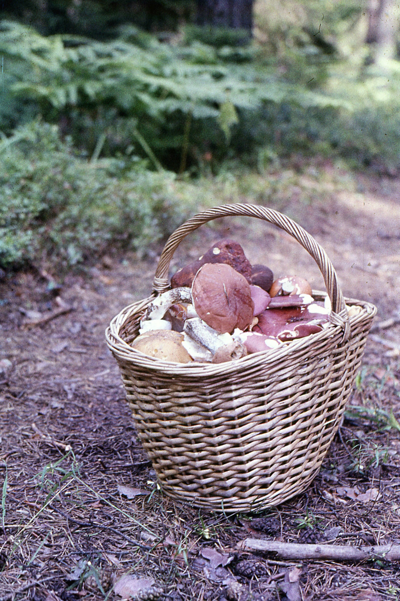 mushrooms basket forest free photo