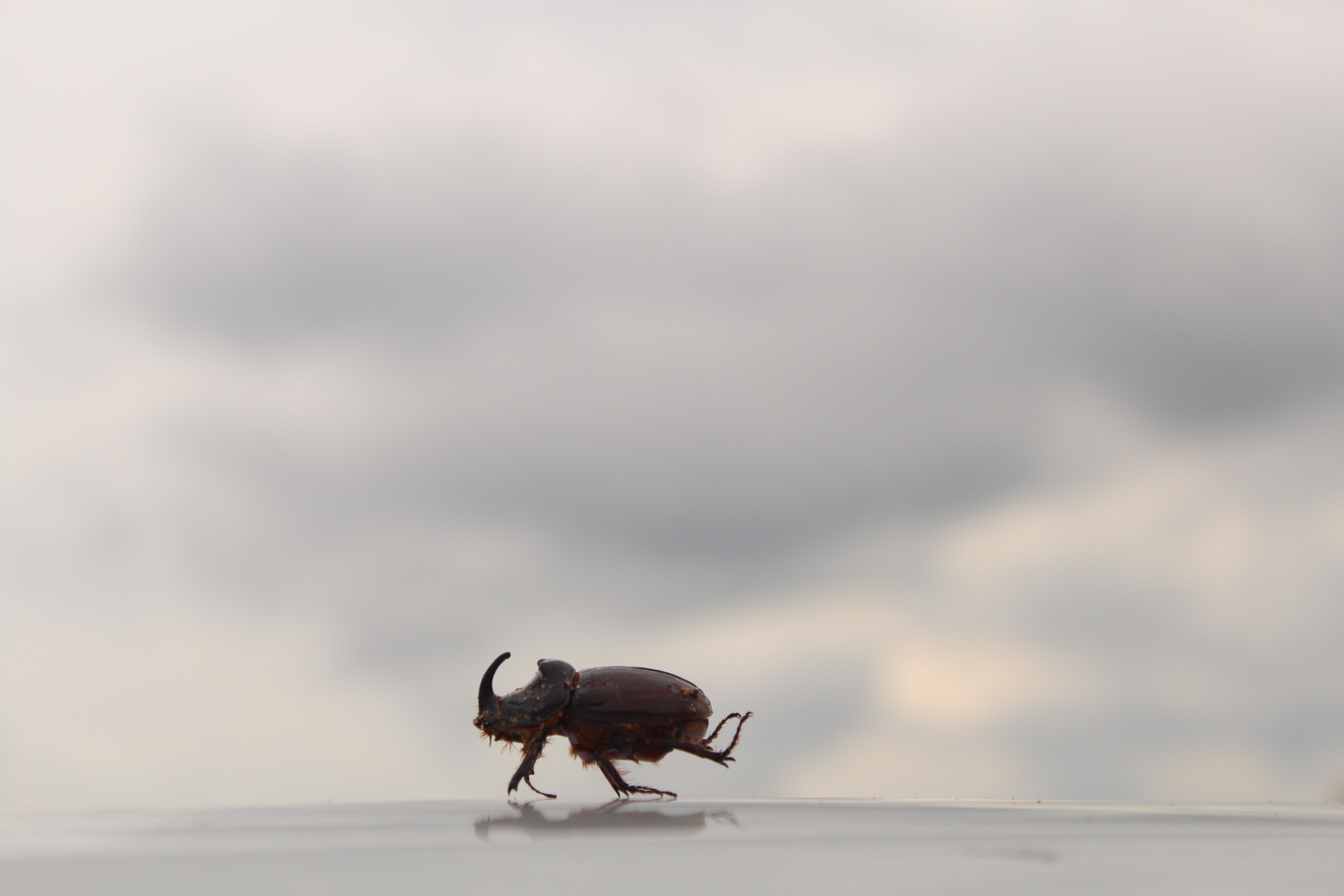 rhinoceros beetle cloudy sky free photo