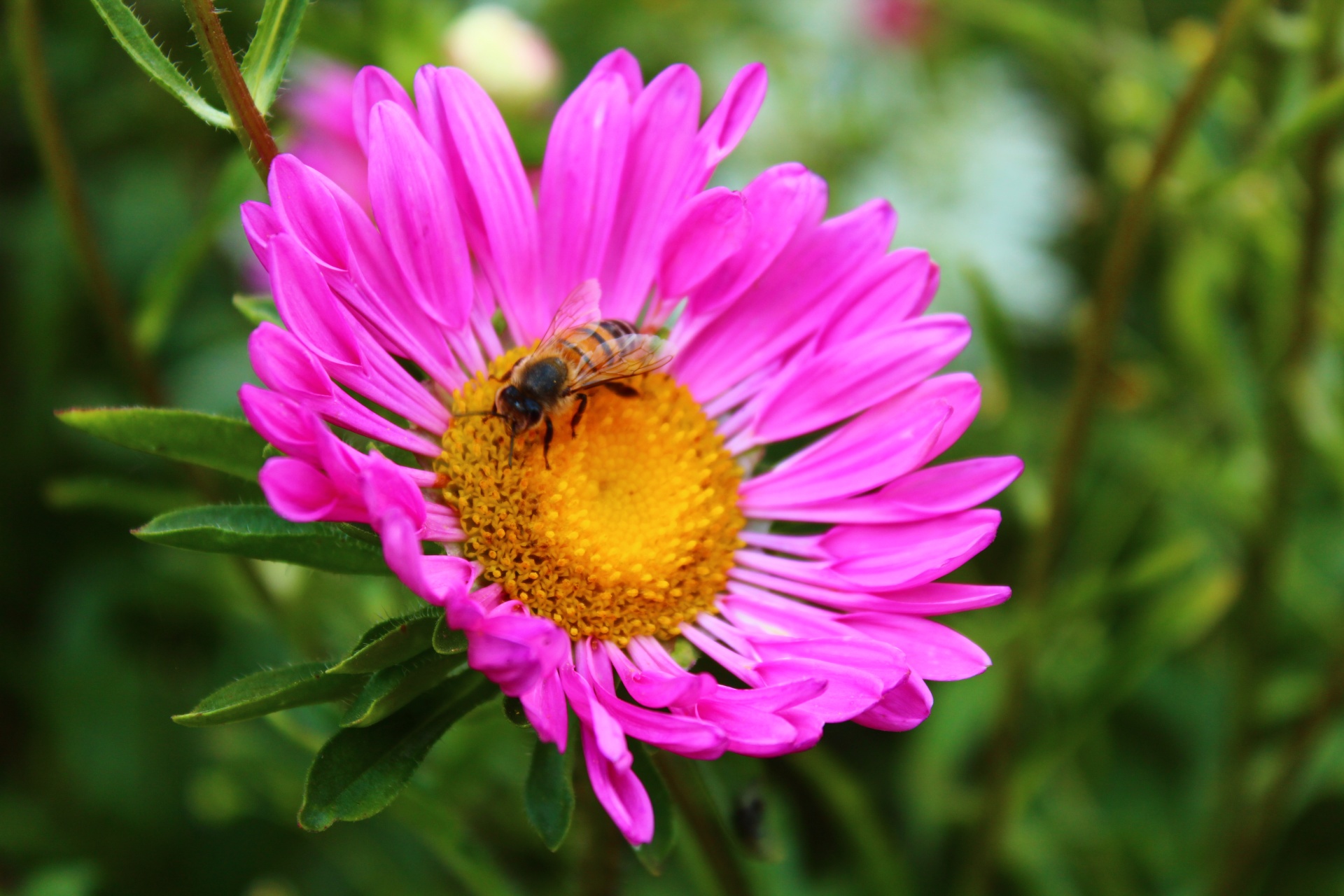 aster pink bee flower flower pink aster free photo