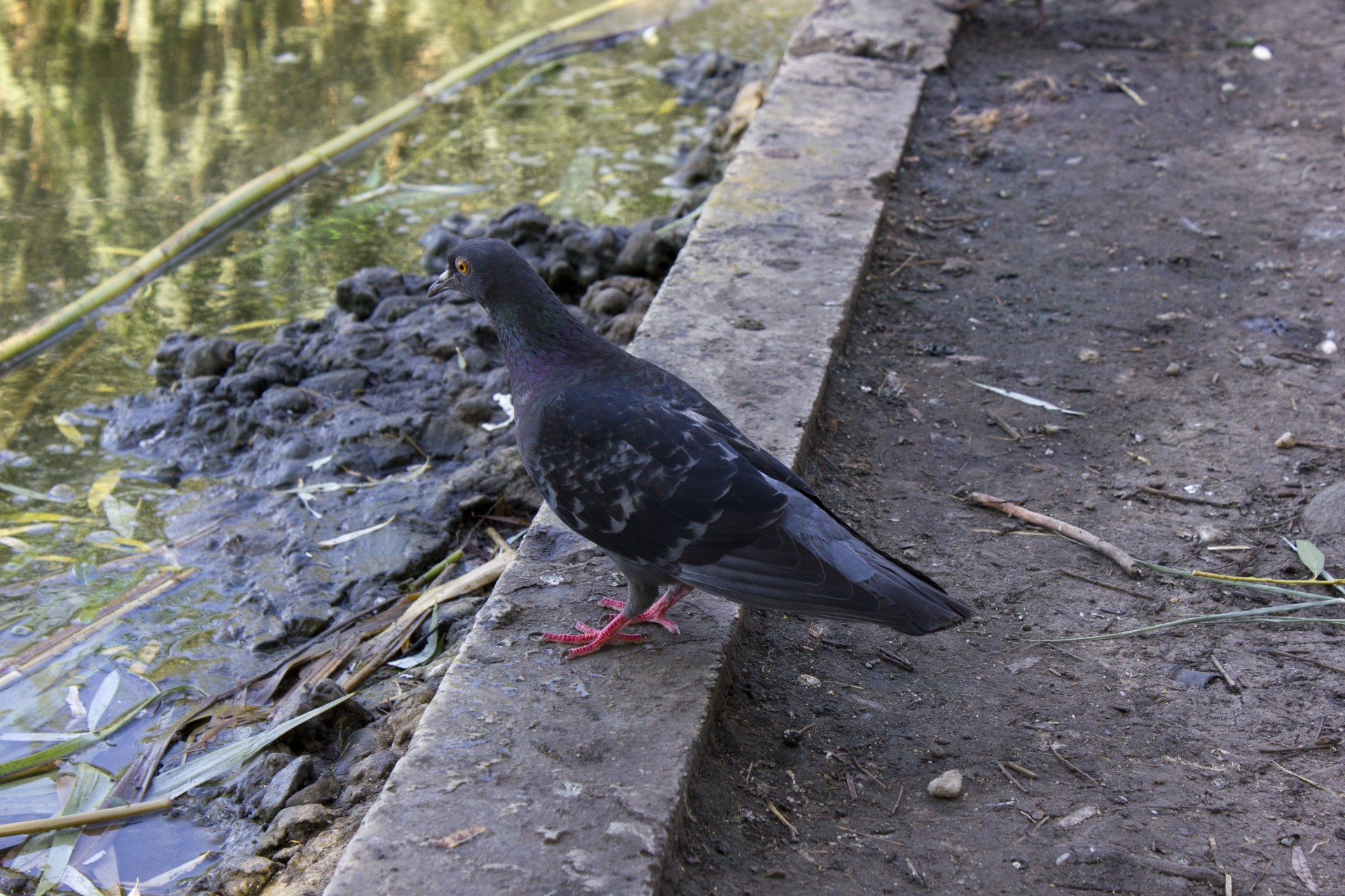 dove bird animal free photo