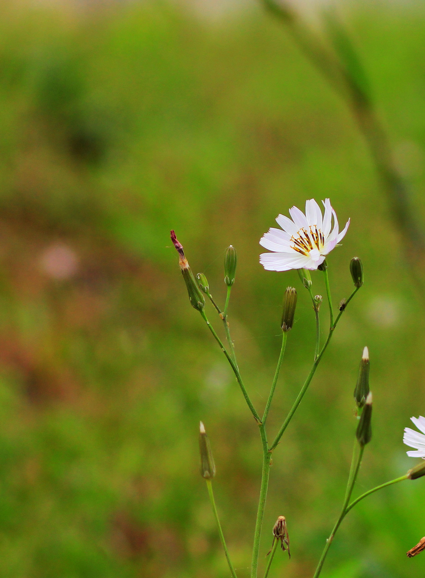 flowers cosmos dividends free photo