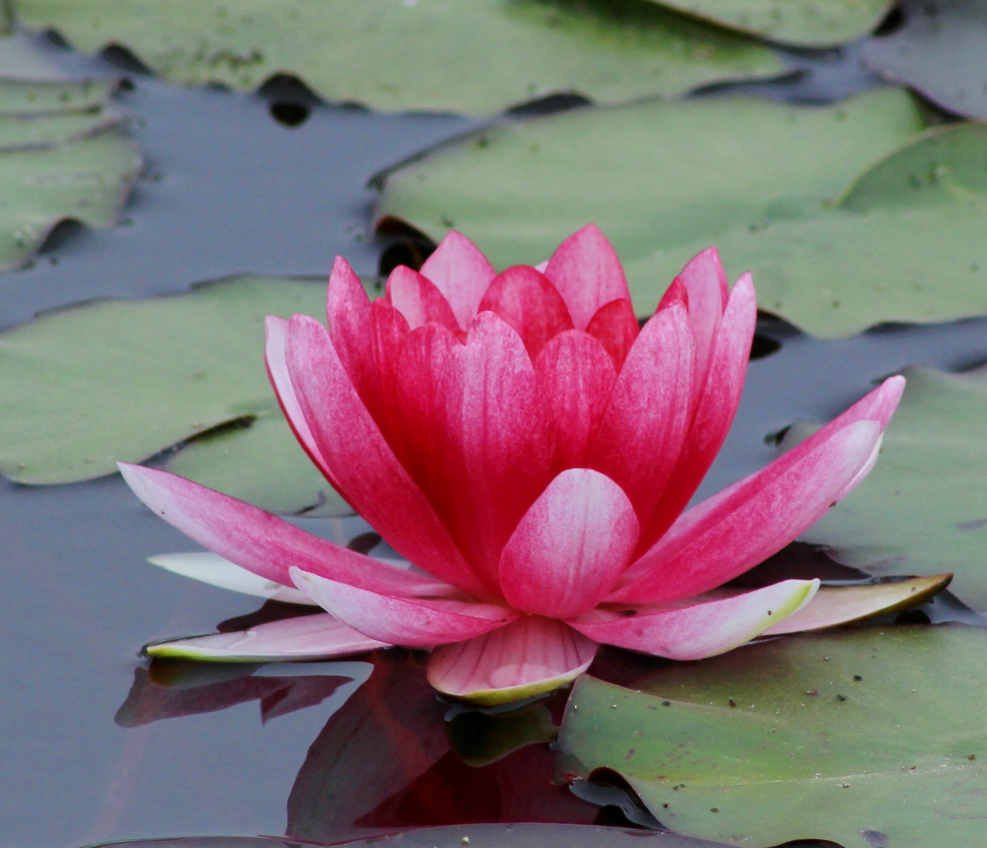 lotus flowers lotus buds free photo