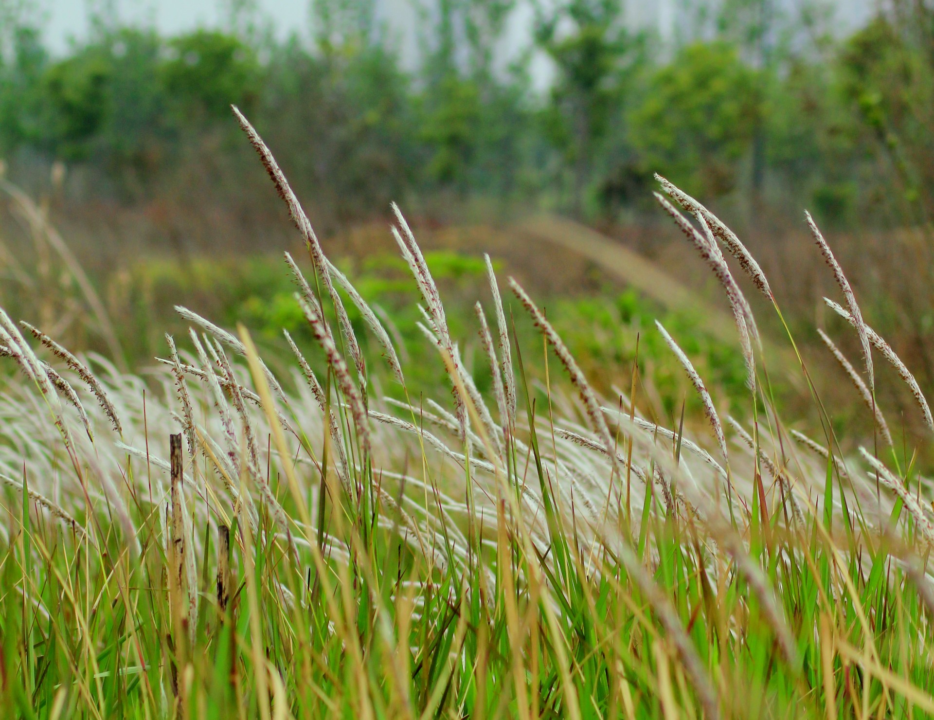 weeds wetlands park free photo