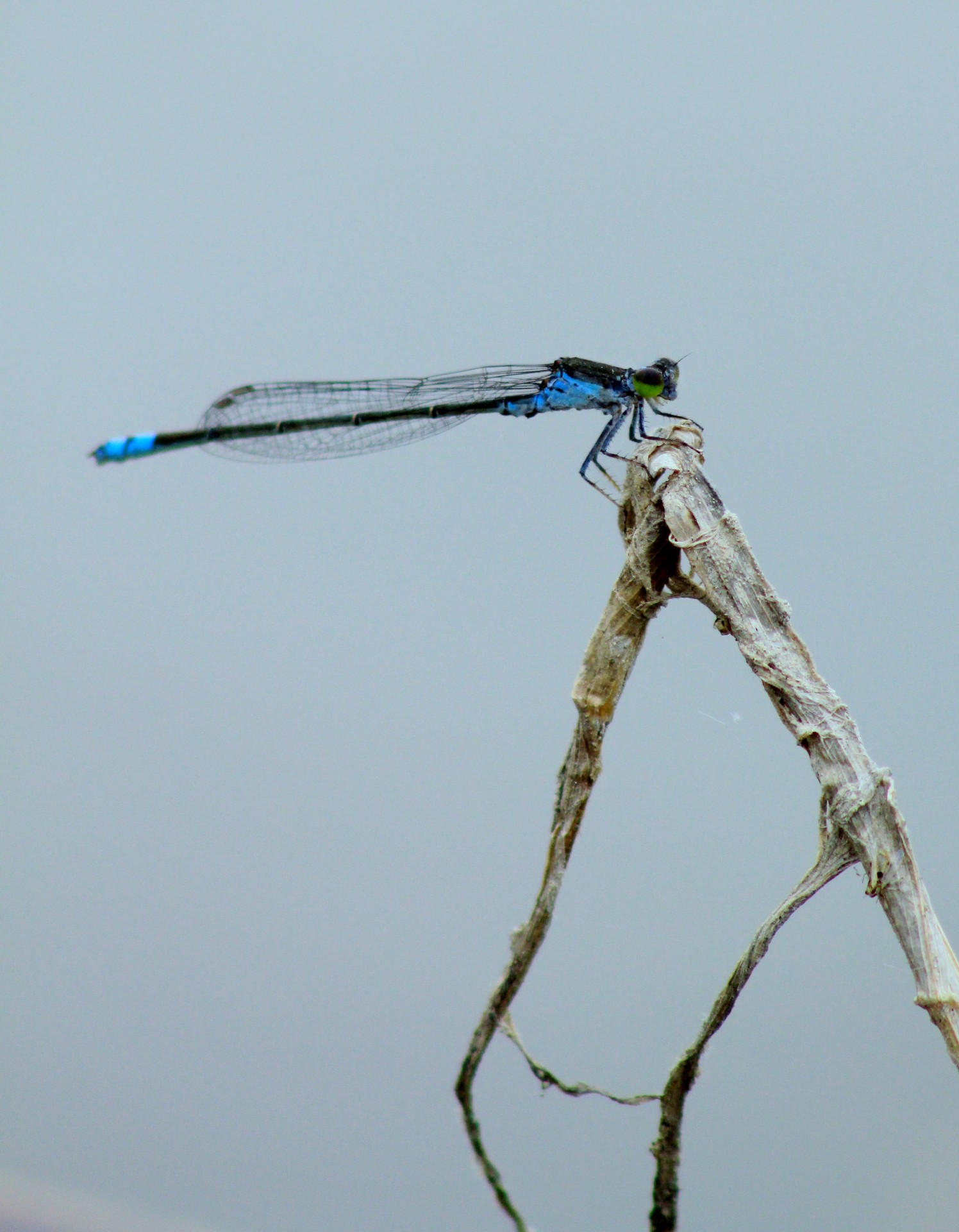 dragonfly blue dragonfly larvae free photo