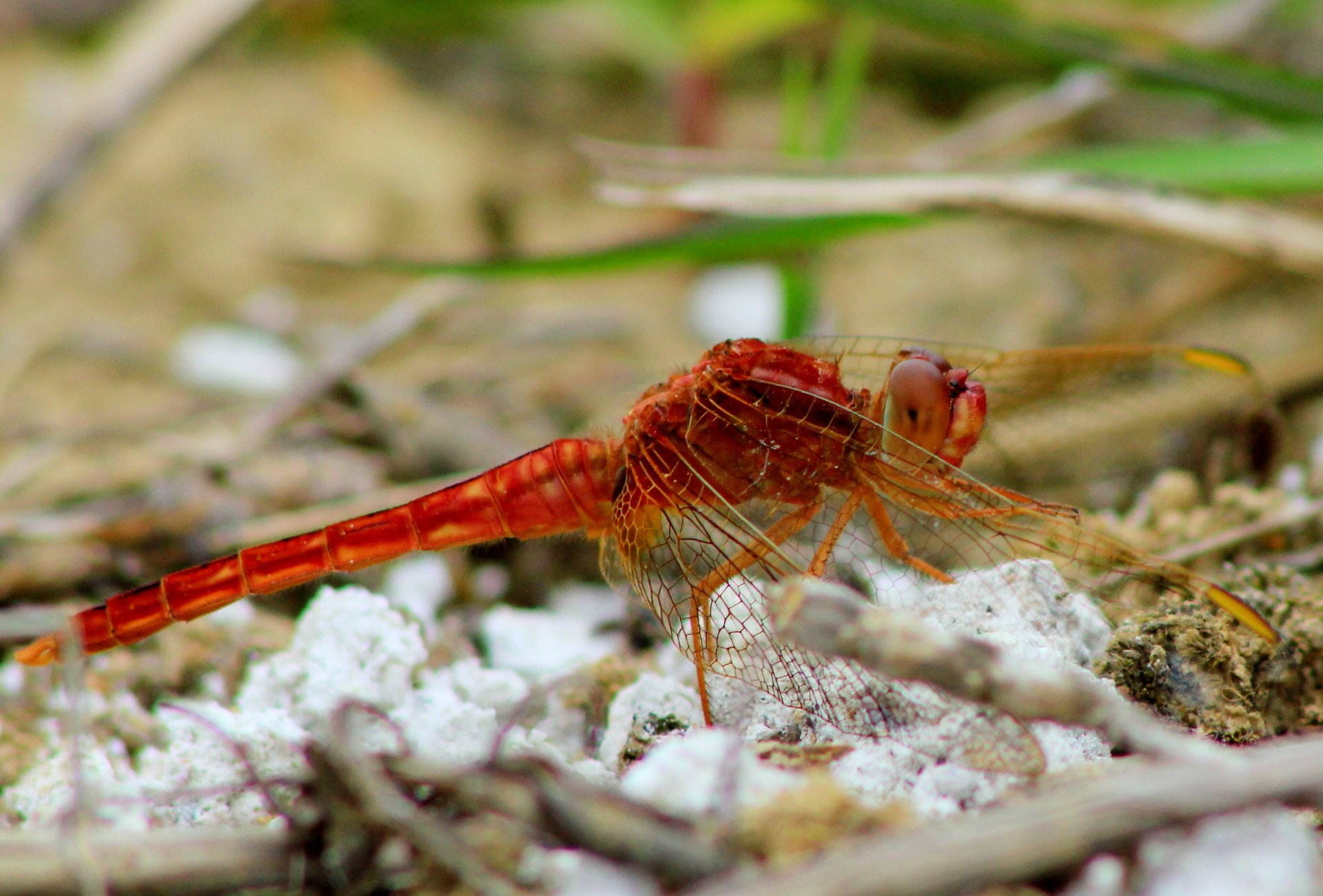 dragonfly red dragonfly male free photo