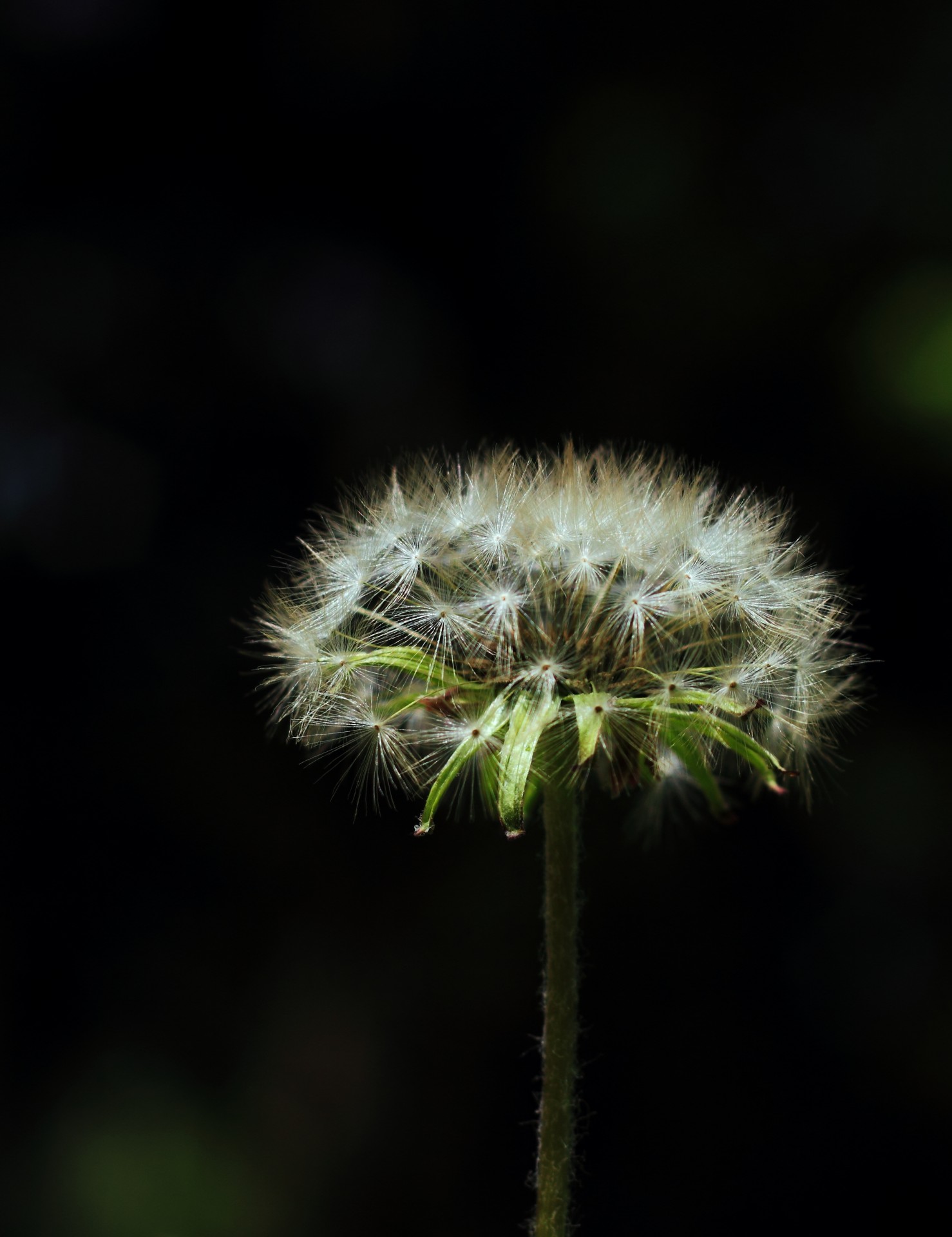 dandelion single plant free photo