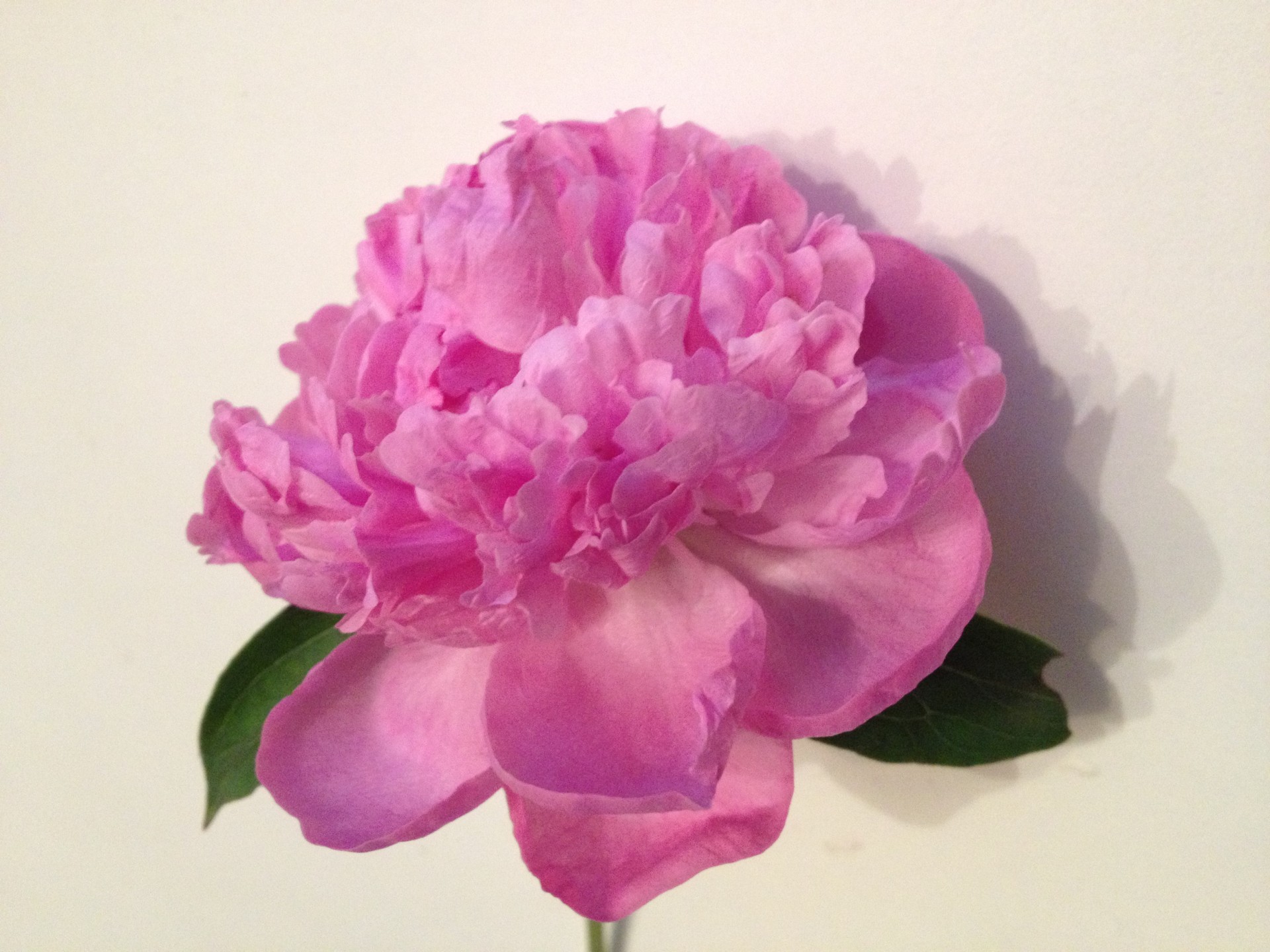 flower peony free pictures free photo