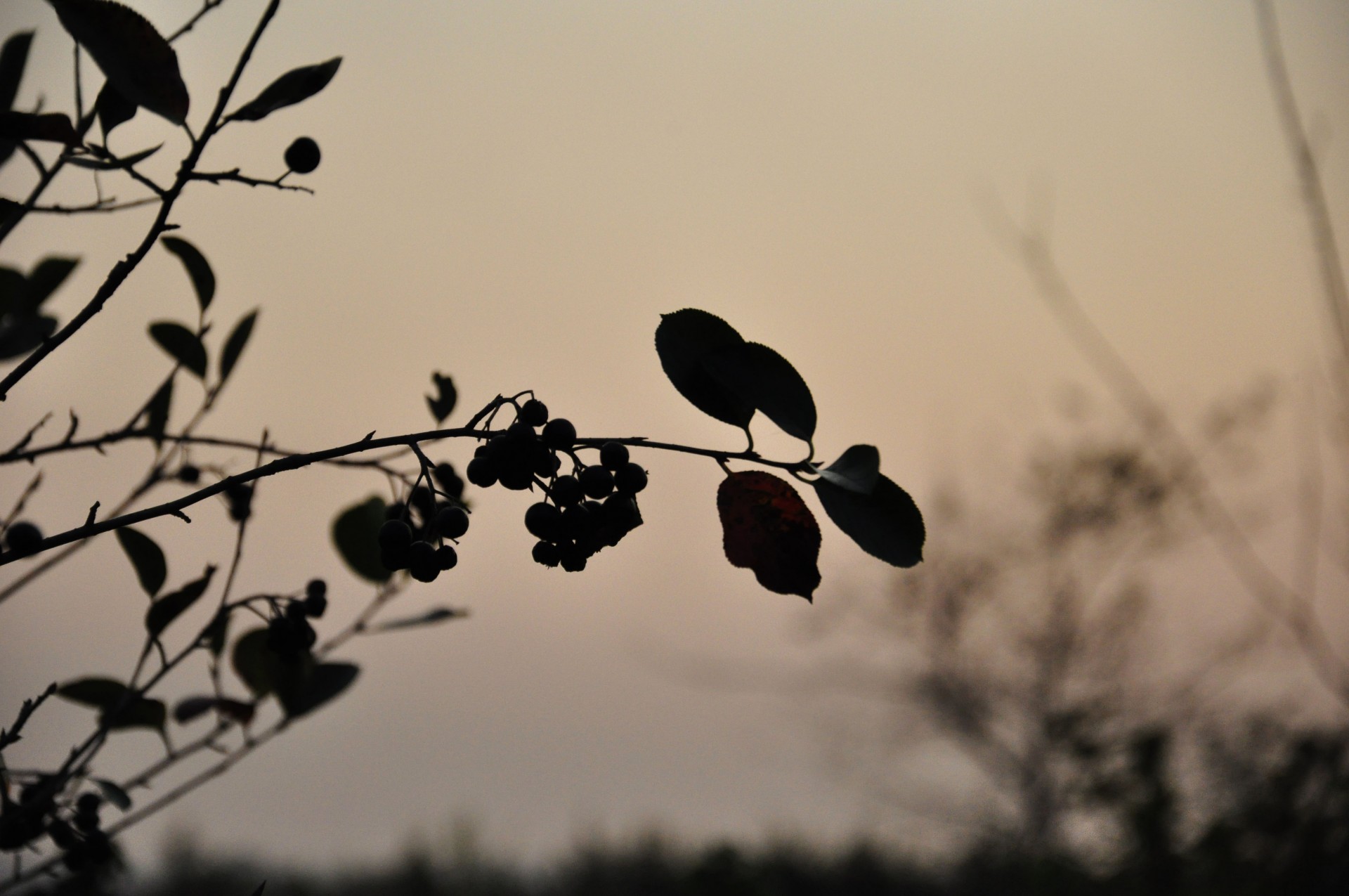 sky silhouette leaves free photo