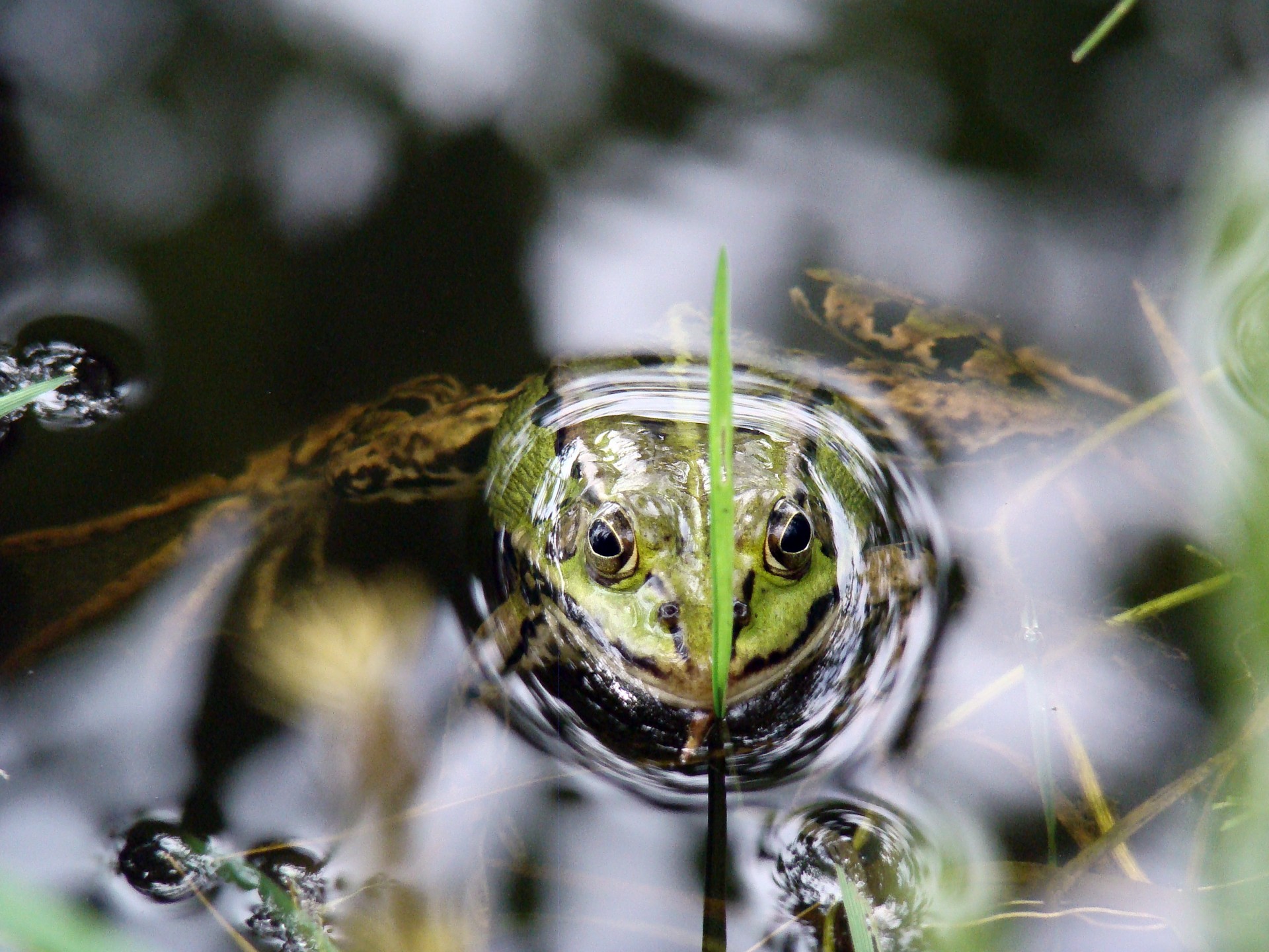 frog water macro free photo