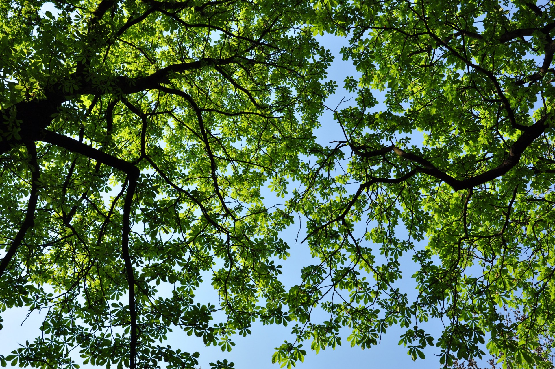 sky leaves foliage free photo