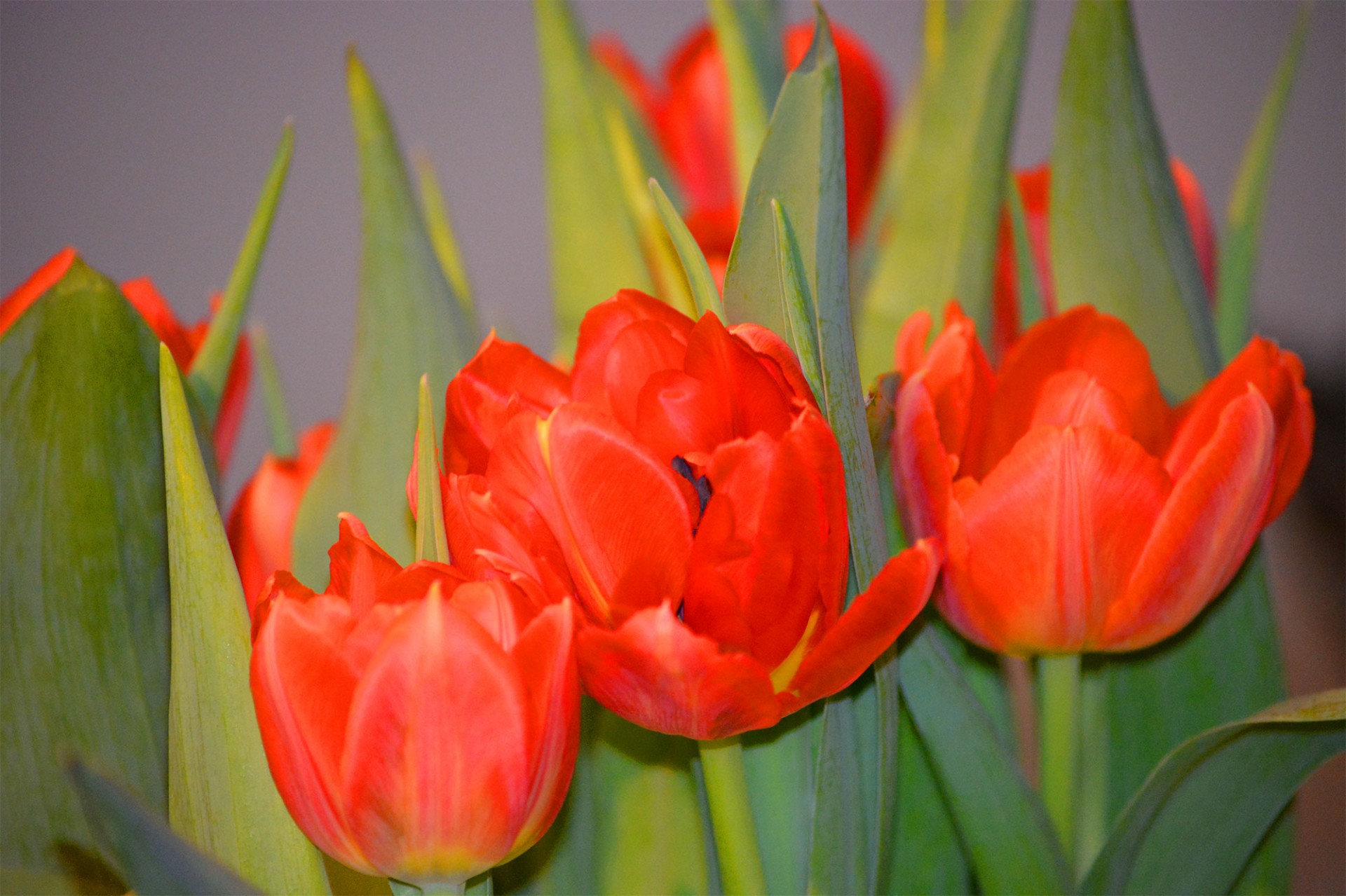 bouquet flowers orange free photo