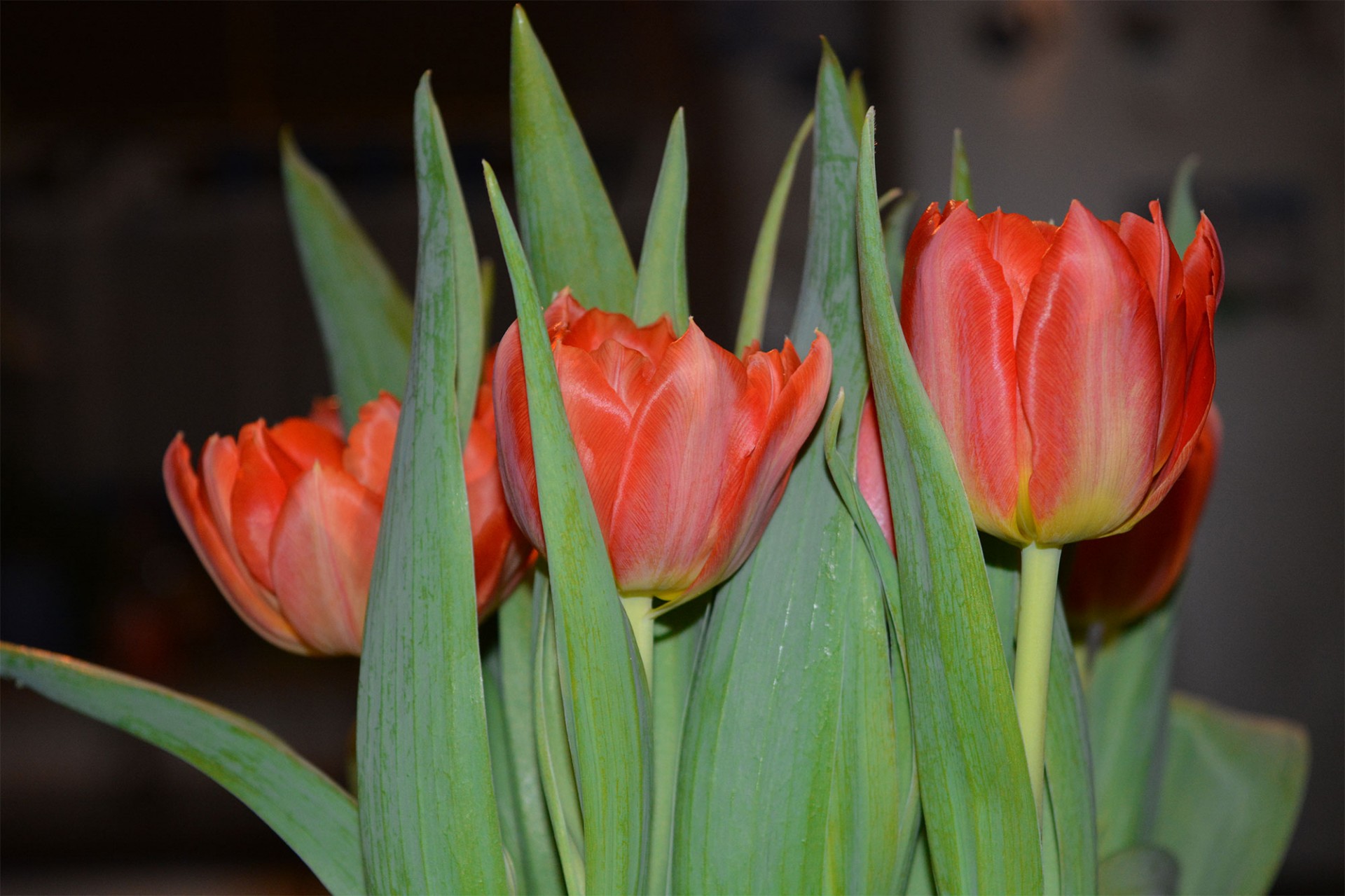 bouquet flowers orange free photo