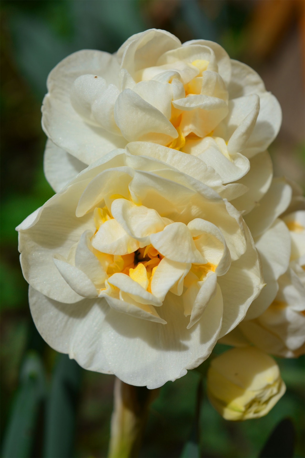 double daffodil spring flowers free photo