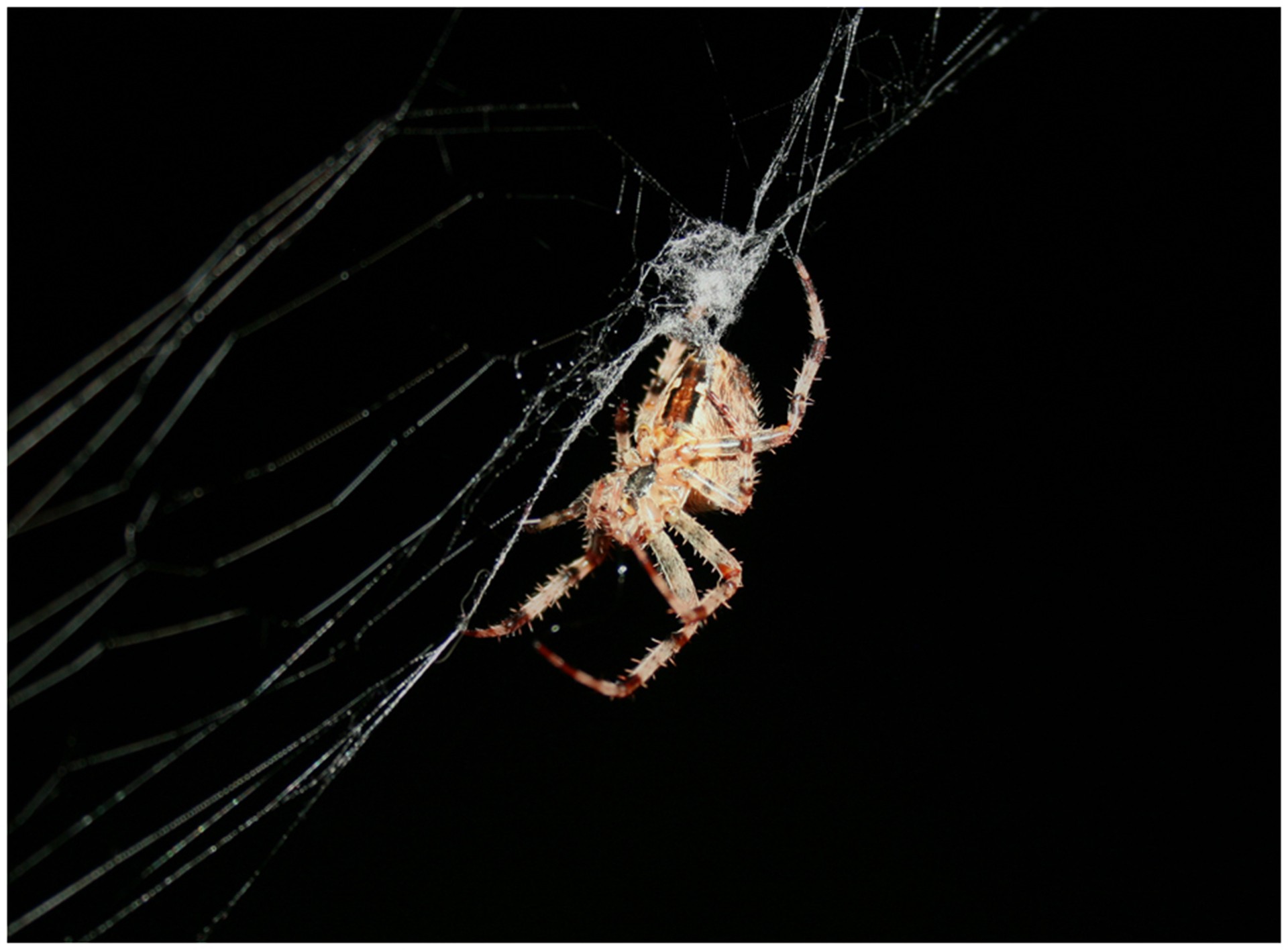 night spider nature free photo