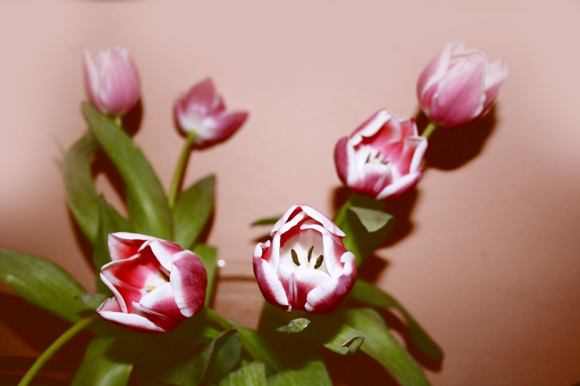 tulips pink spring free photo