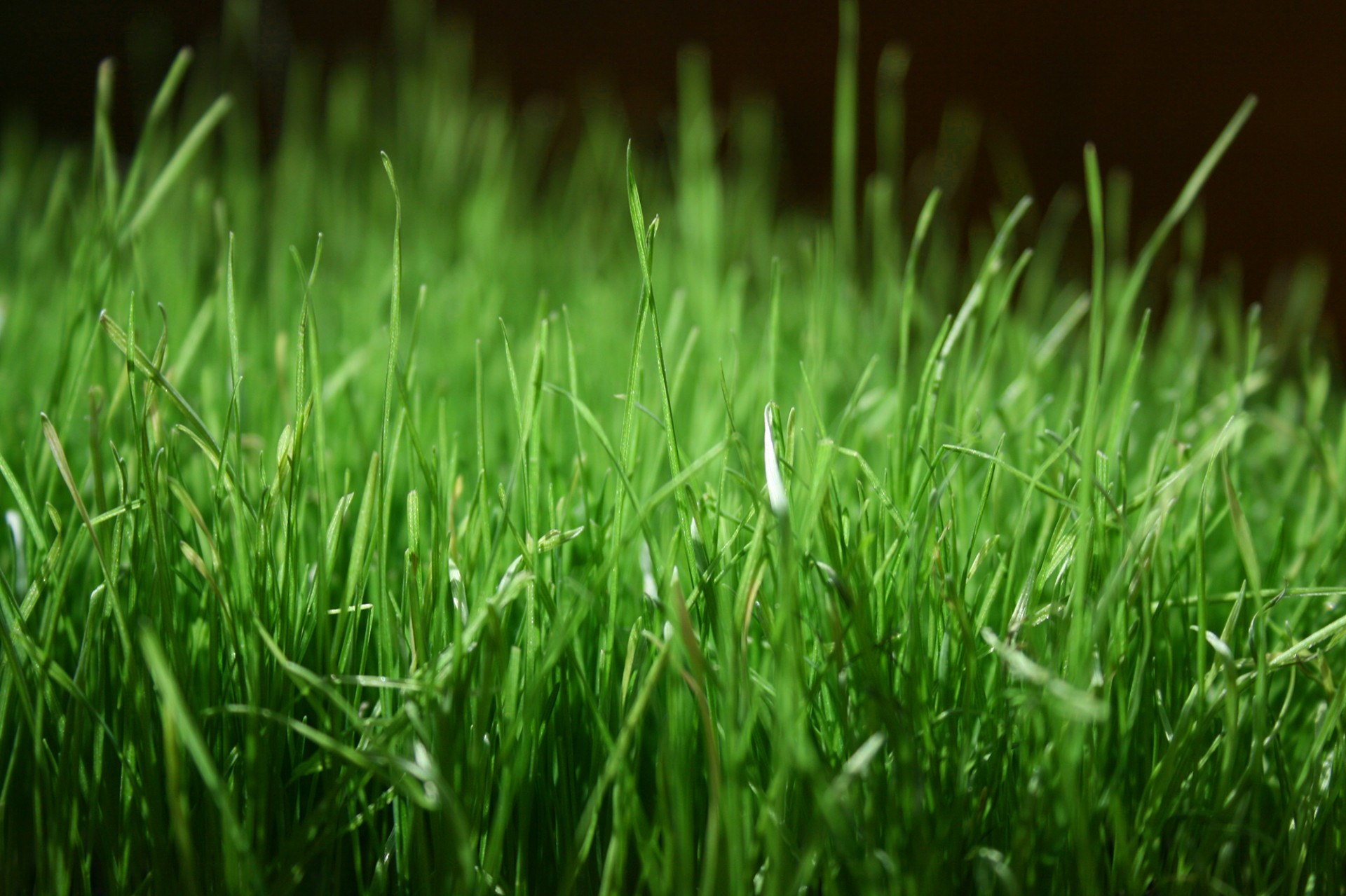 grass spring green free photo