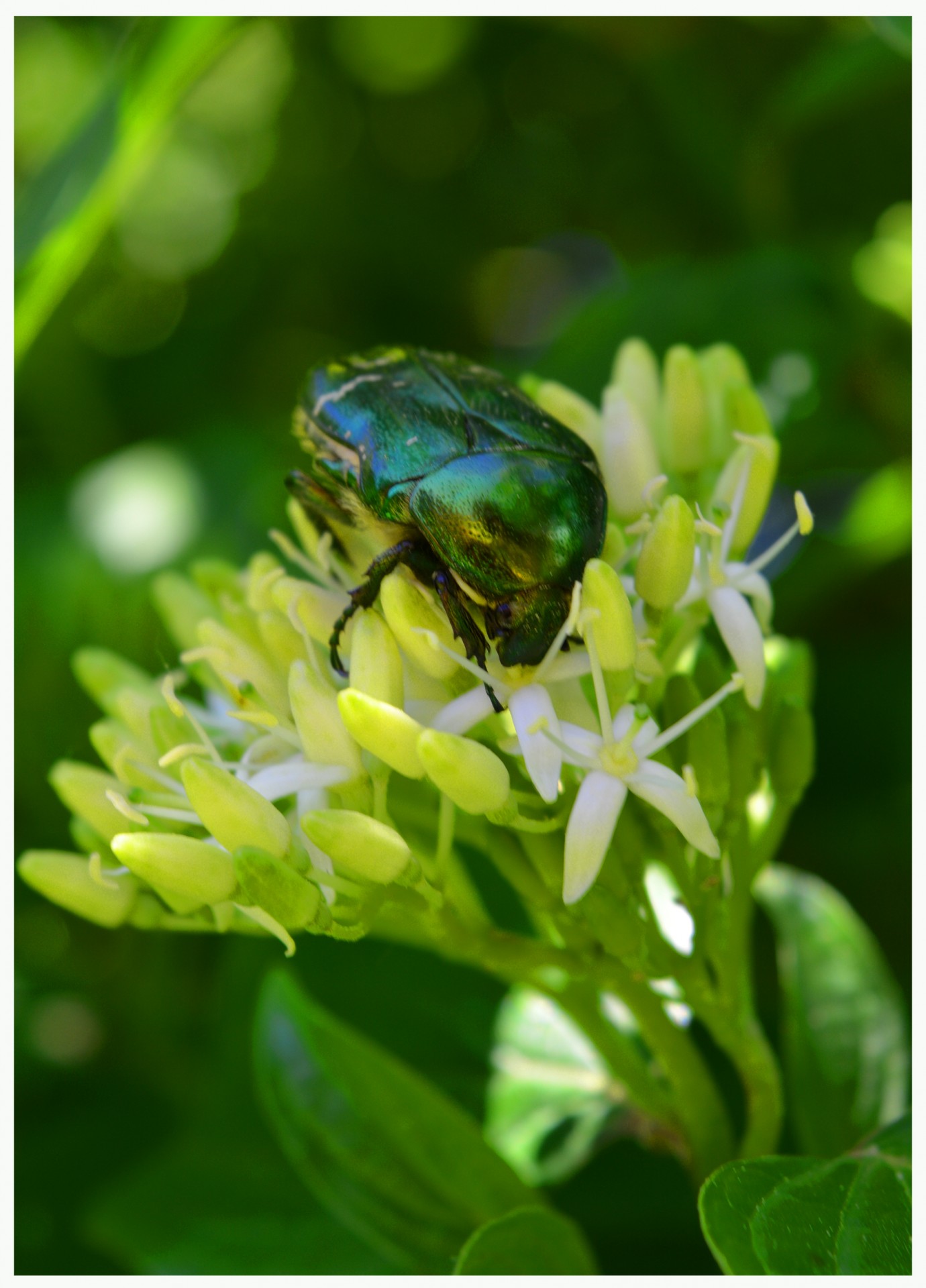 beetle green summer free photo
