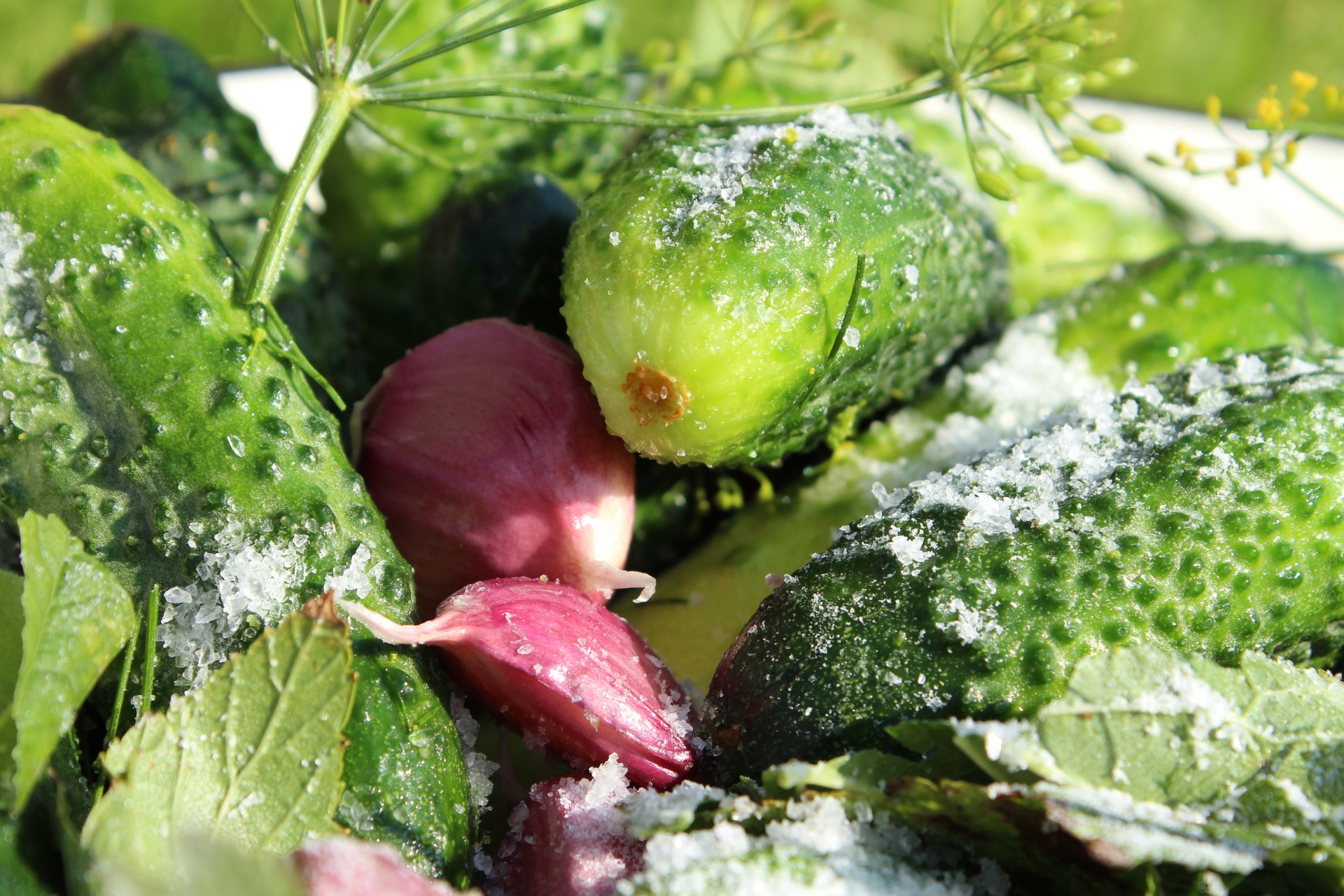 cucumbers garlic salt free photo