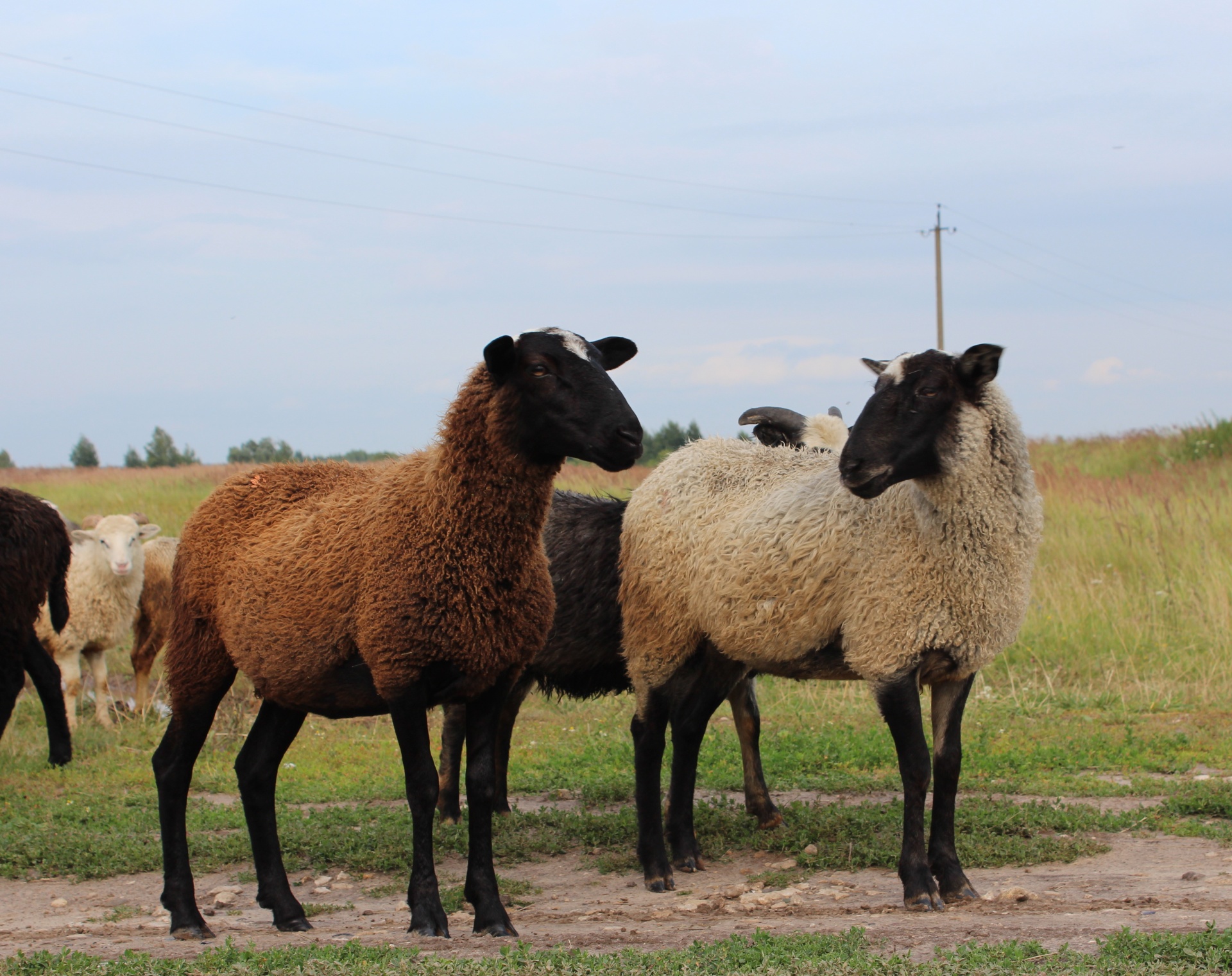 sheep standing two free photo