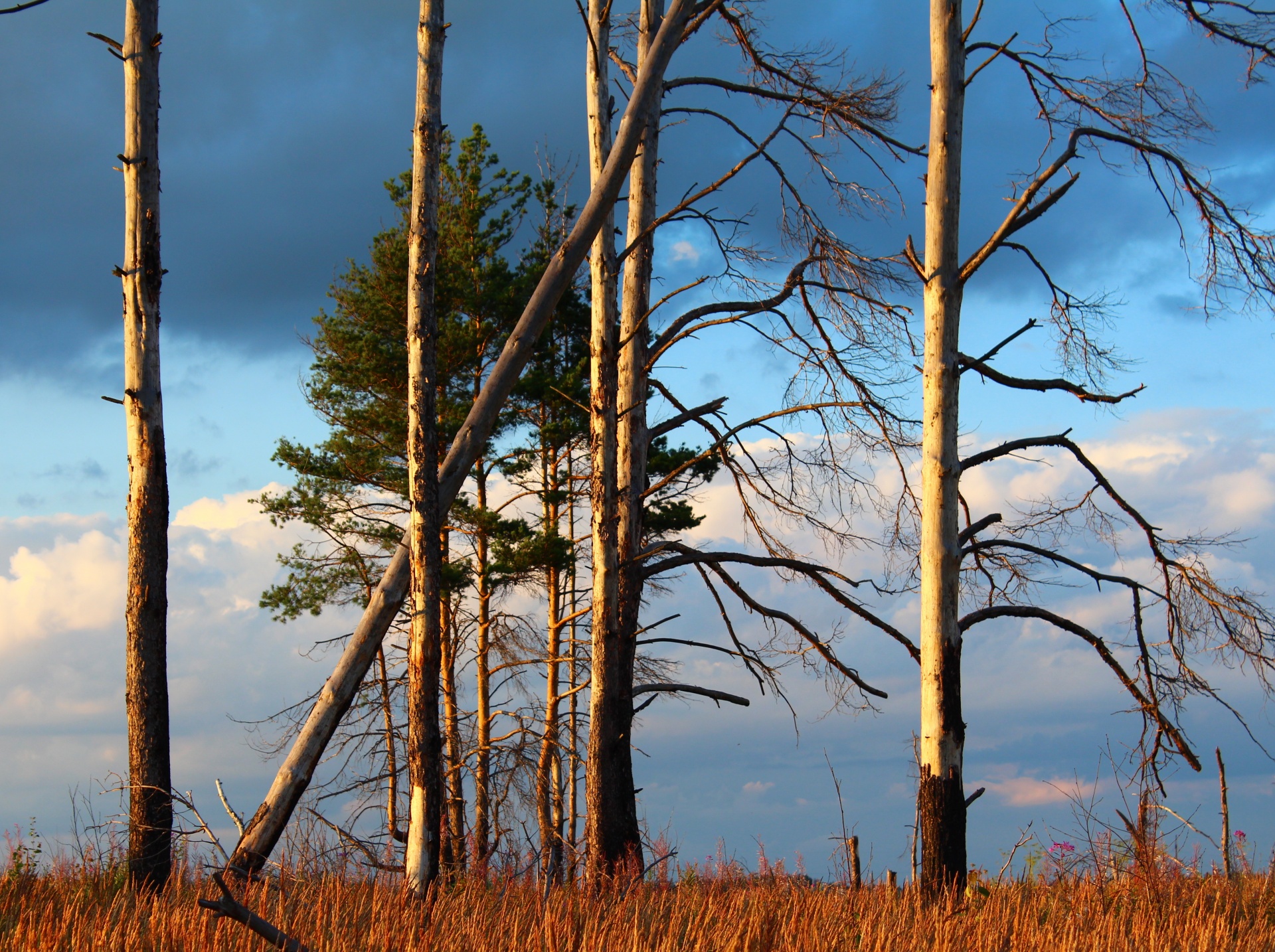 trees clouds landscape free photo