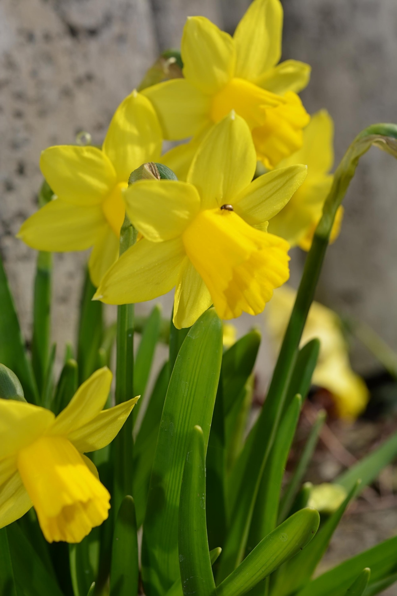 daffodils spring yellow free photo