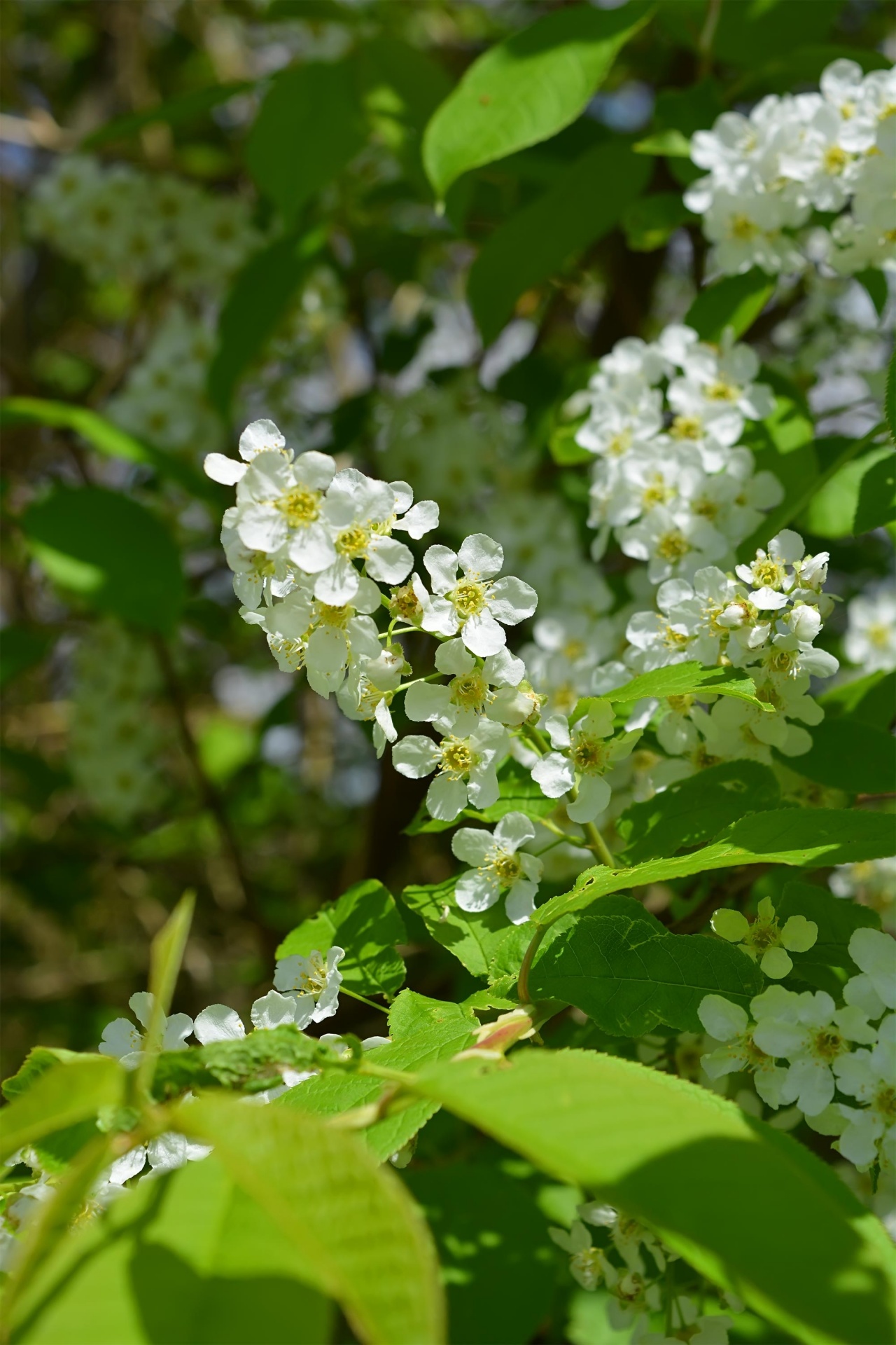 spring bird cherry flowers free photo