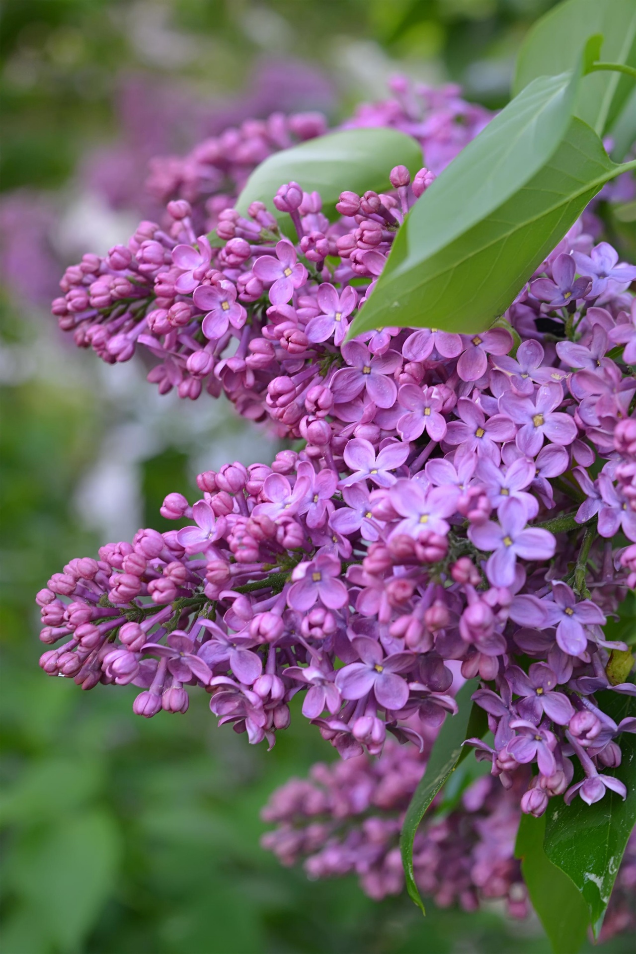 bush lilac purple free photo