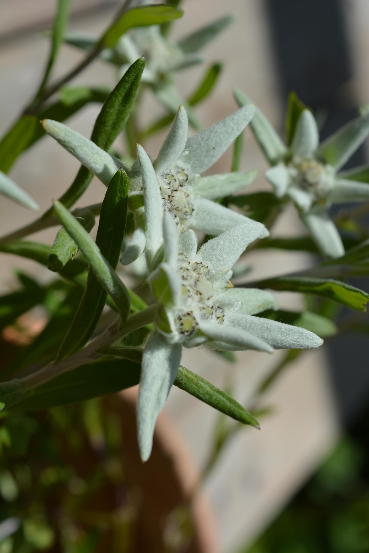 edelweiss flower spring free photo