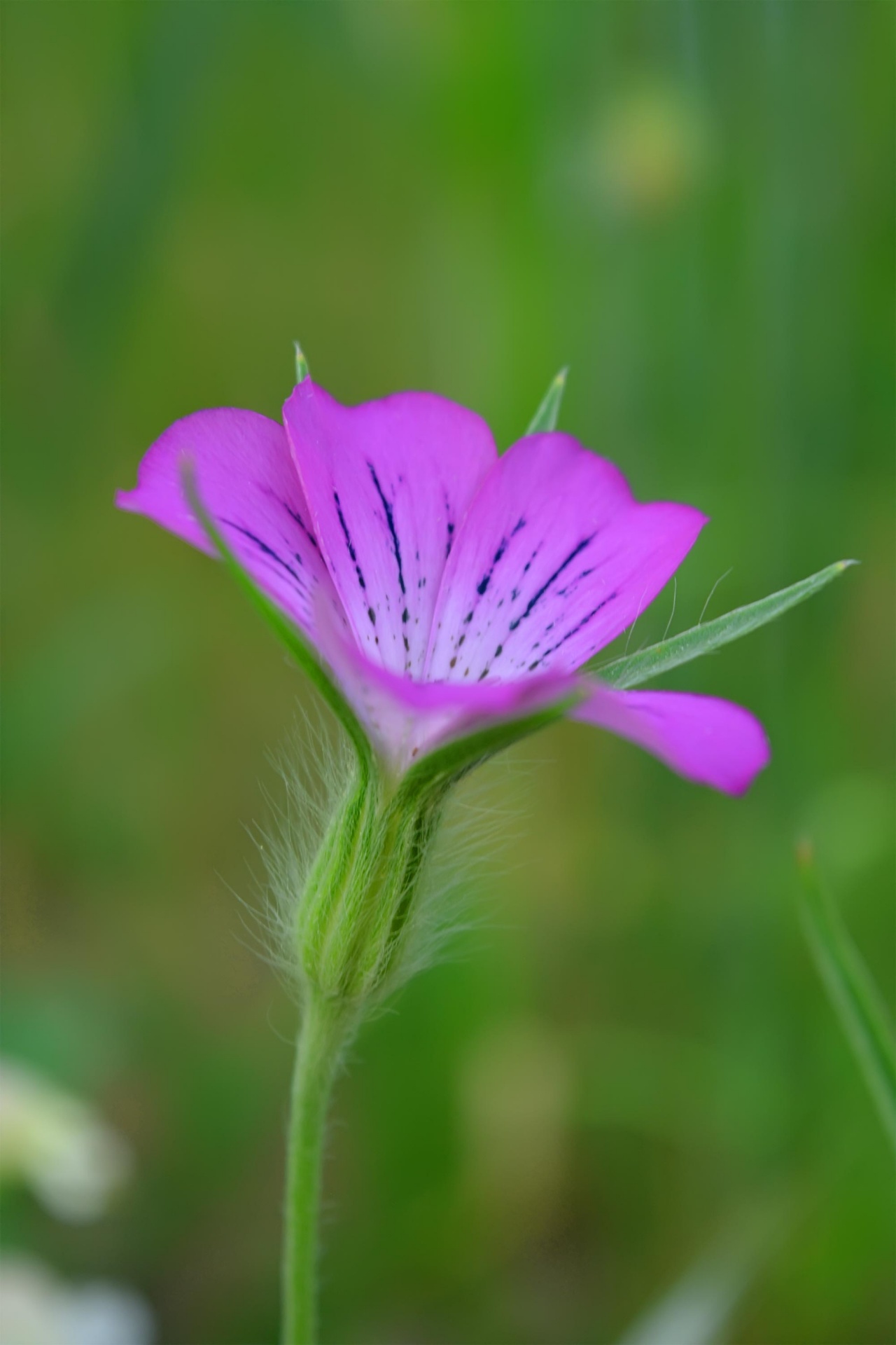 flower field pink free photo