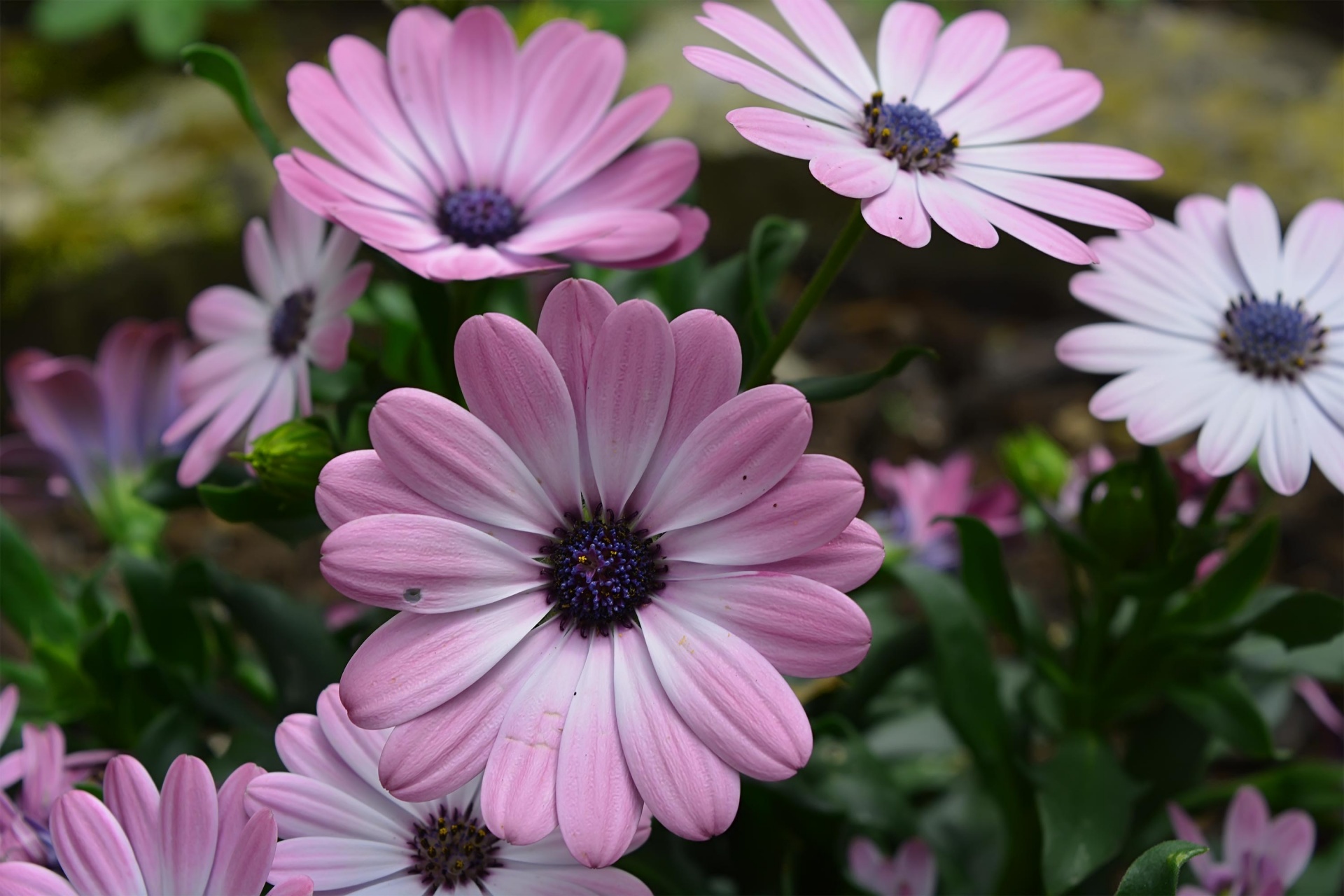 flowers pink large free photo