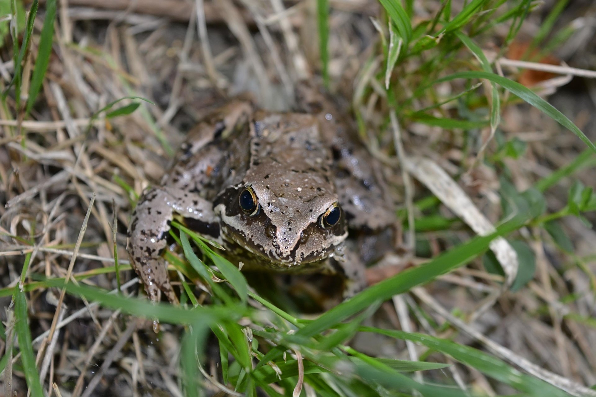 toad green forest free photo