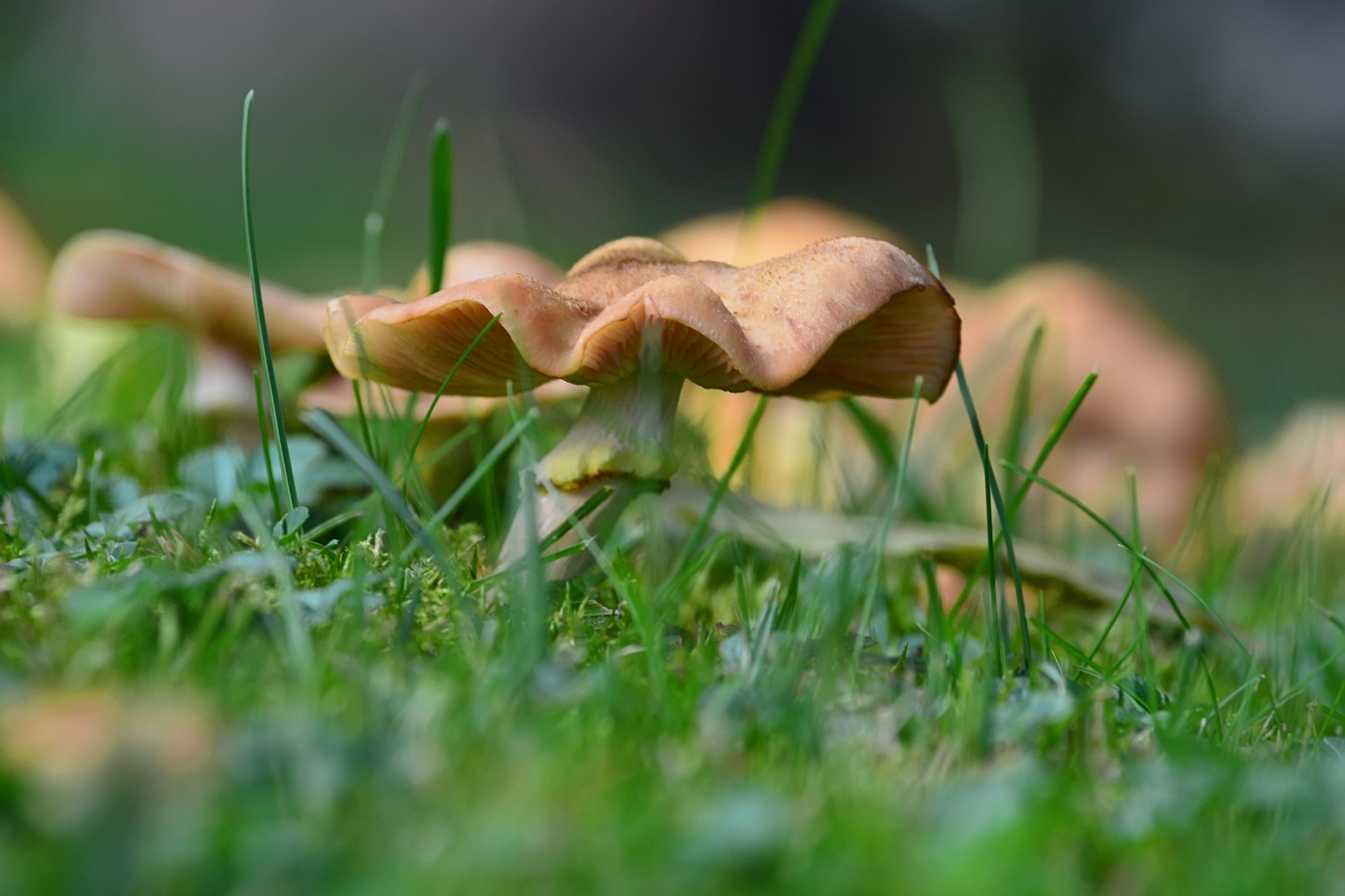 grass mushroom forest free photo