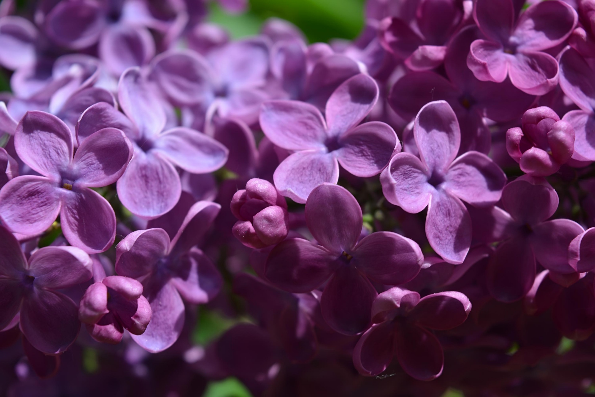 lilac purple flowers free photo