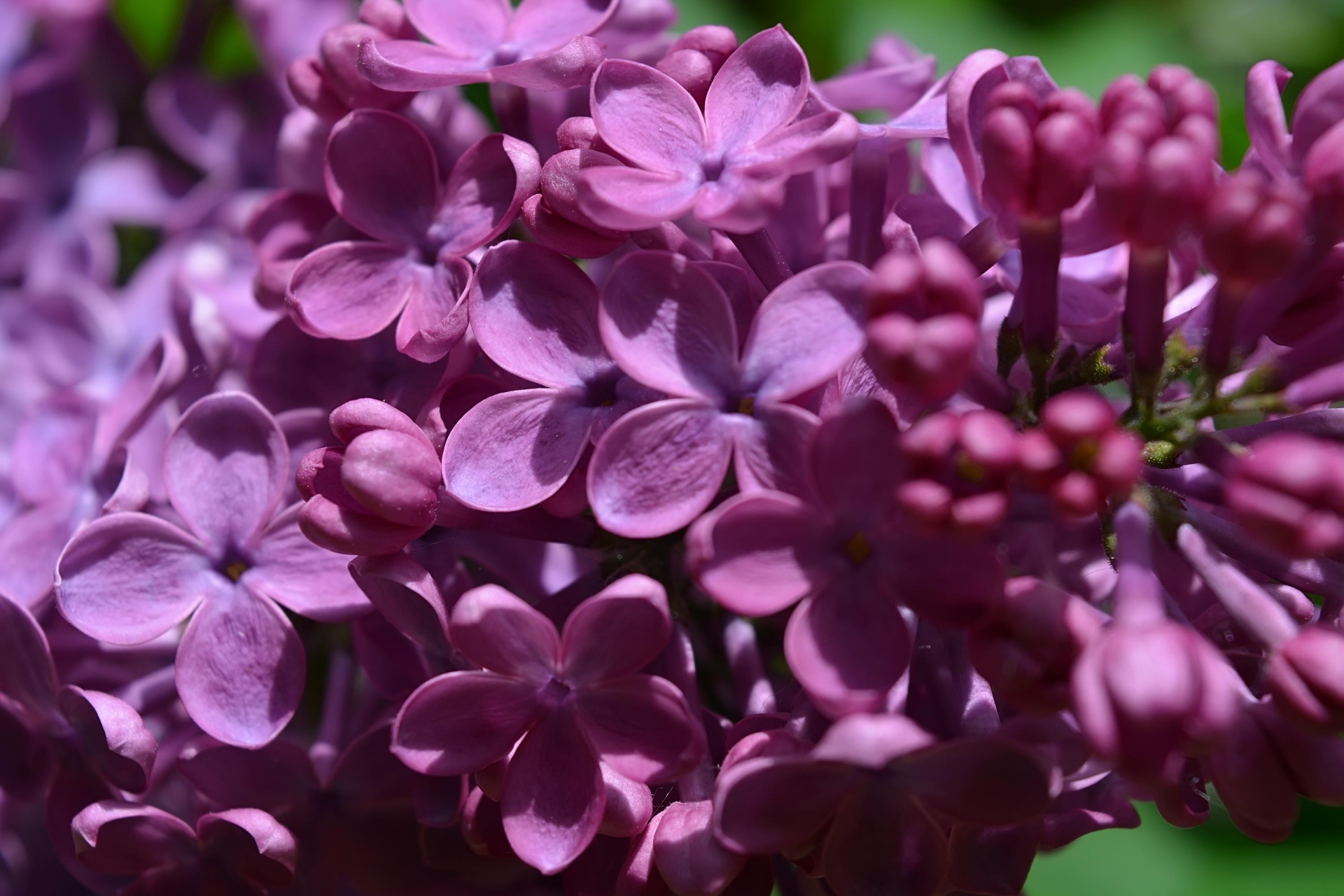 lilac purple flowers free photo
