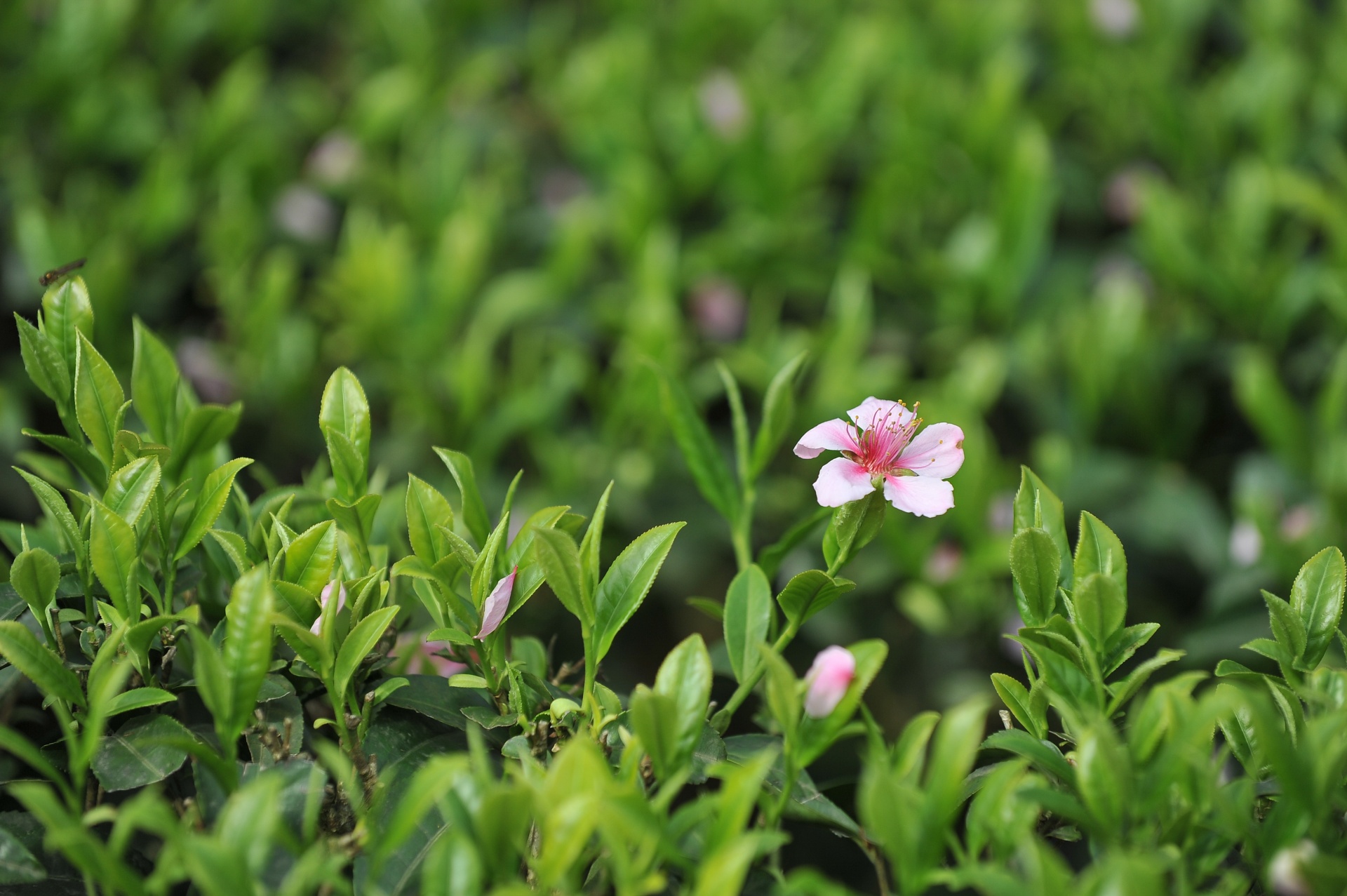 green tea tea leaves free photo