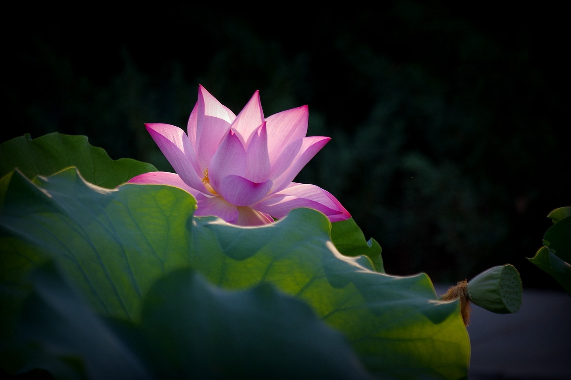 lotus flower flowers free photo