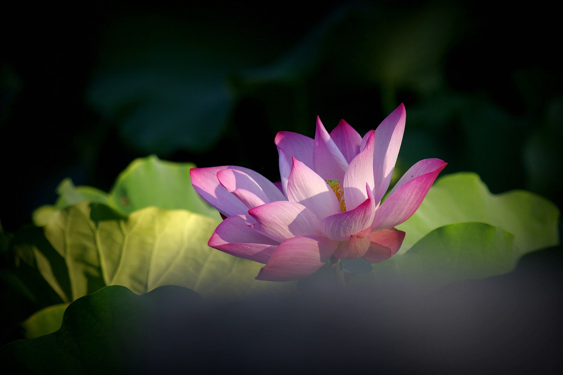 lotus flower flowers free photo