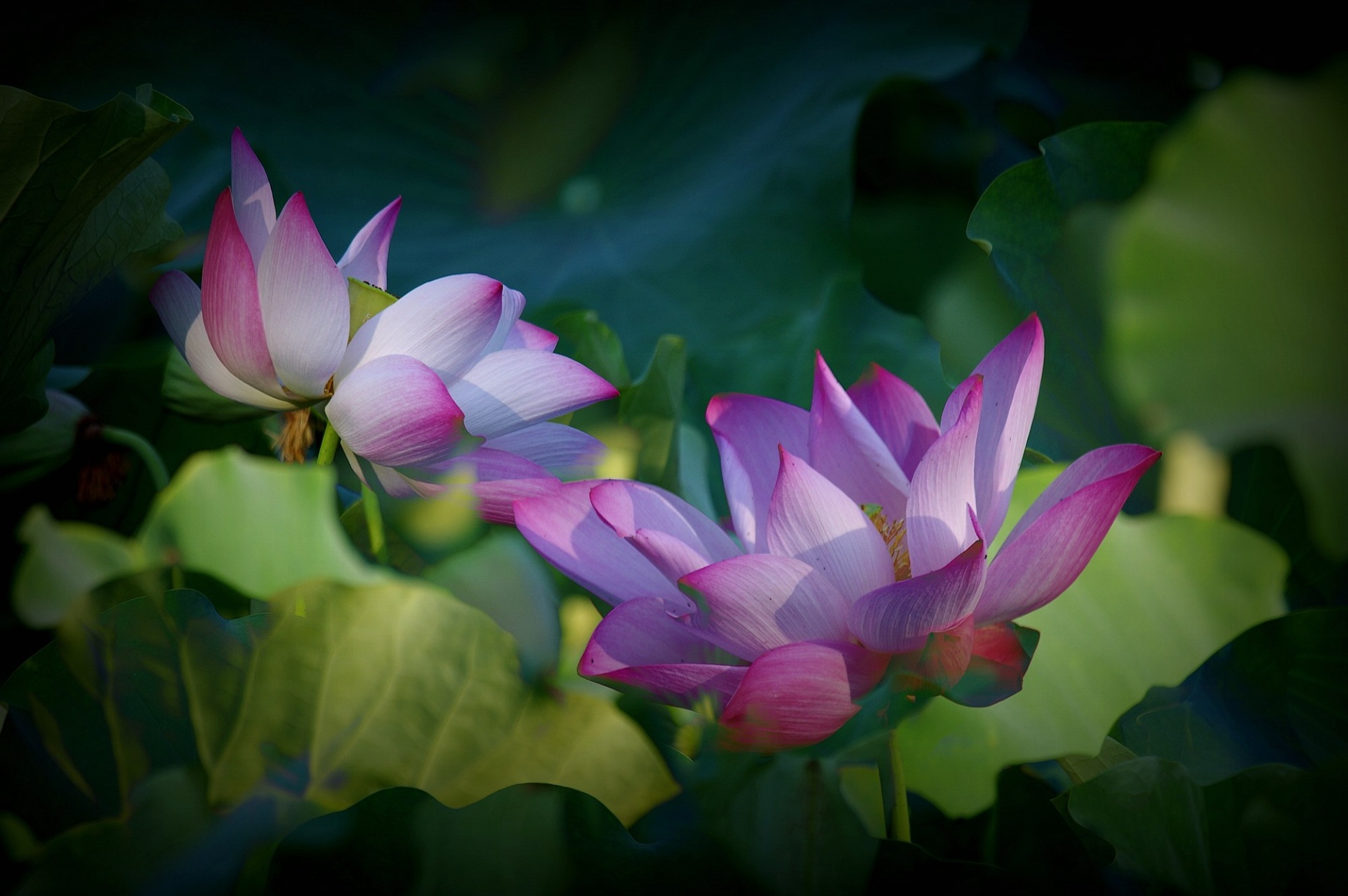 lotus flower flowers free photo