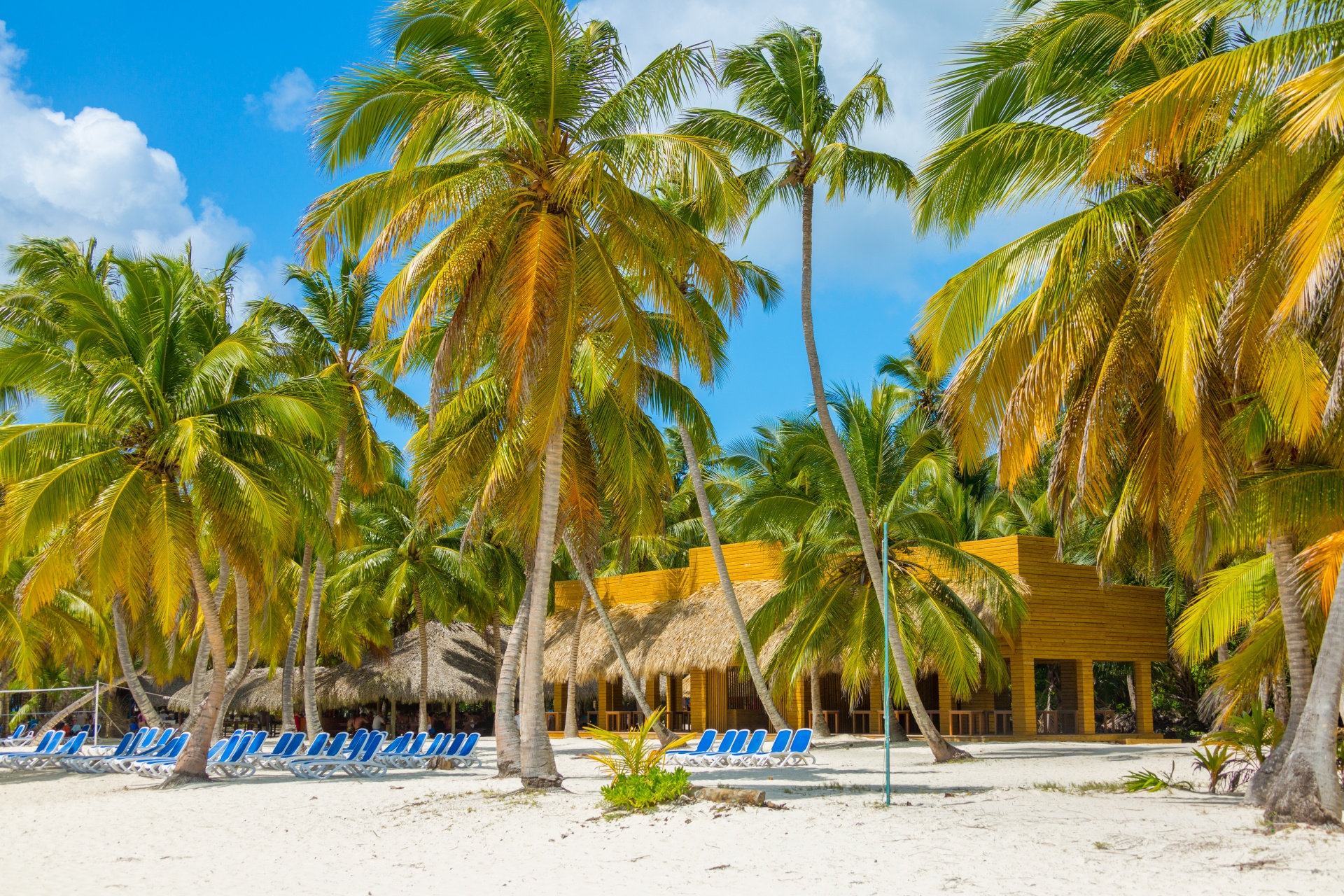 beach blue caribbean free photo