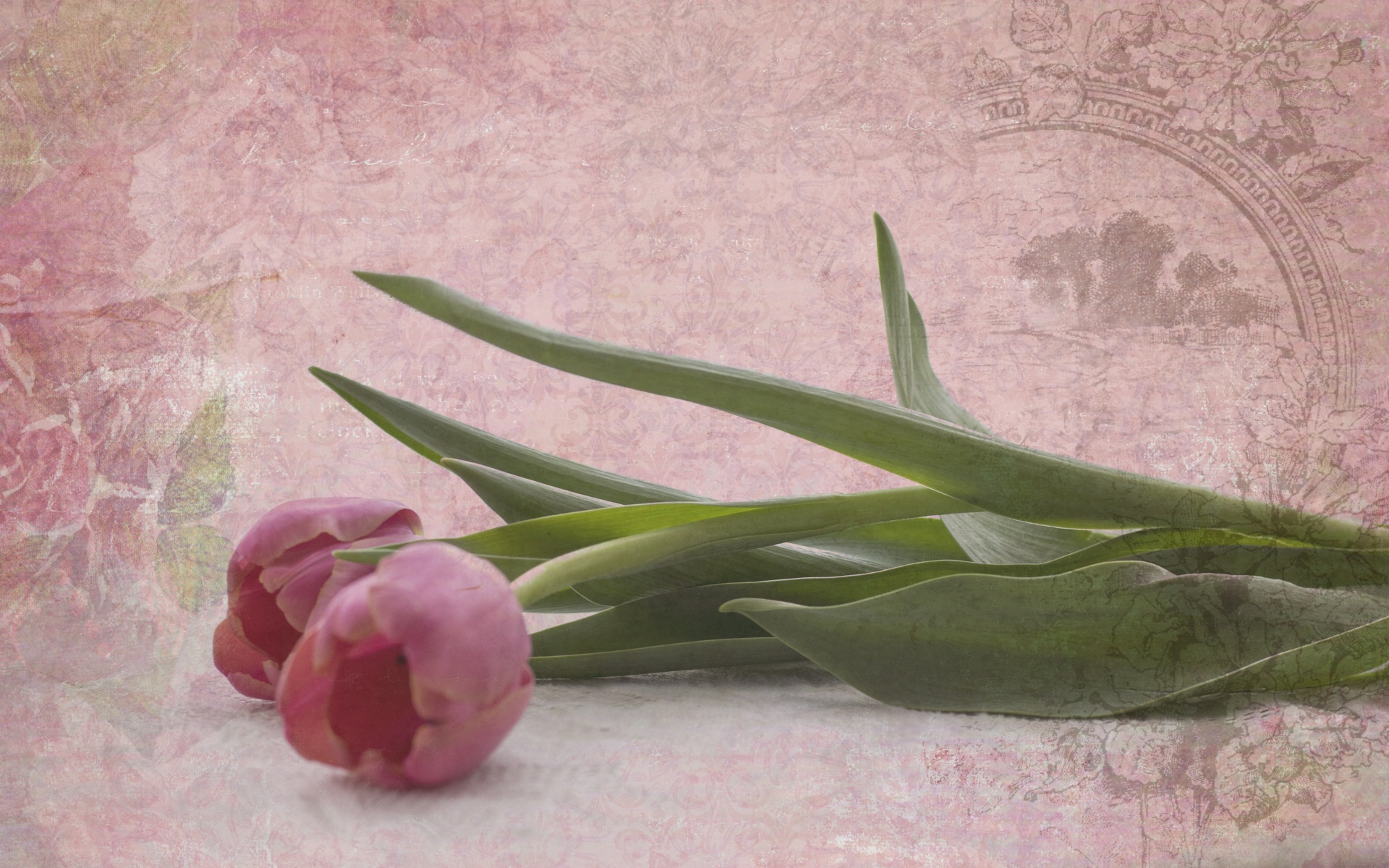 flowers tulips bouquet free photo